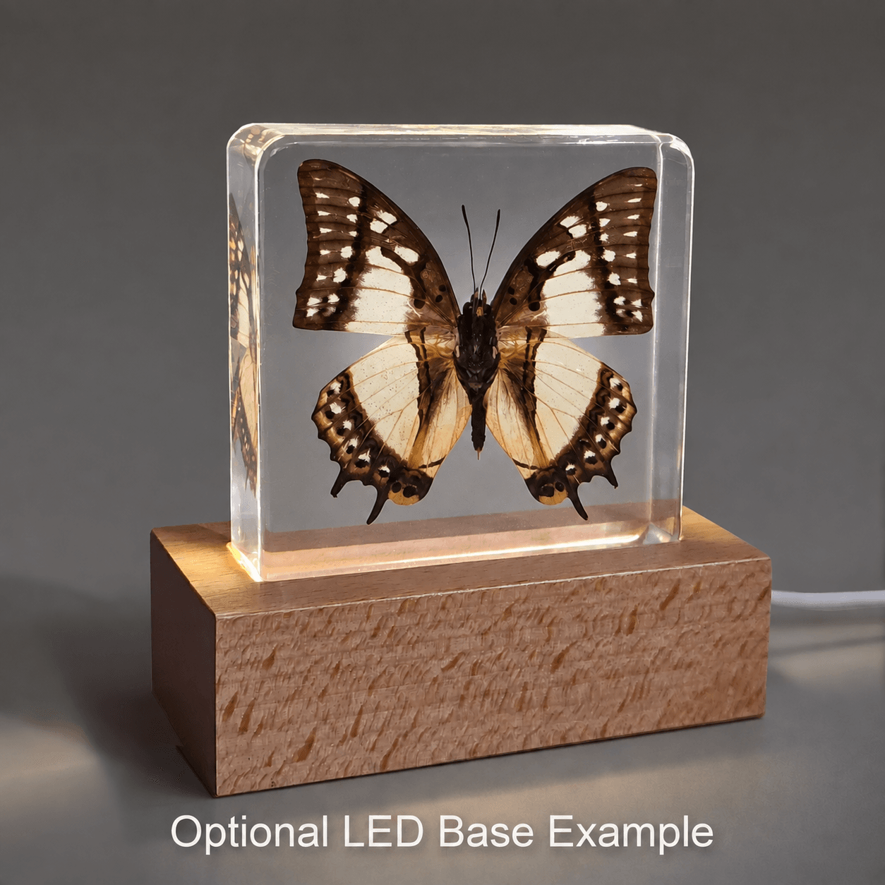 Slide 6 for China Nawab Butterfly in Resin, Butterfly Display, Polyura narcaea