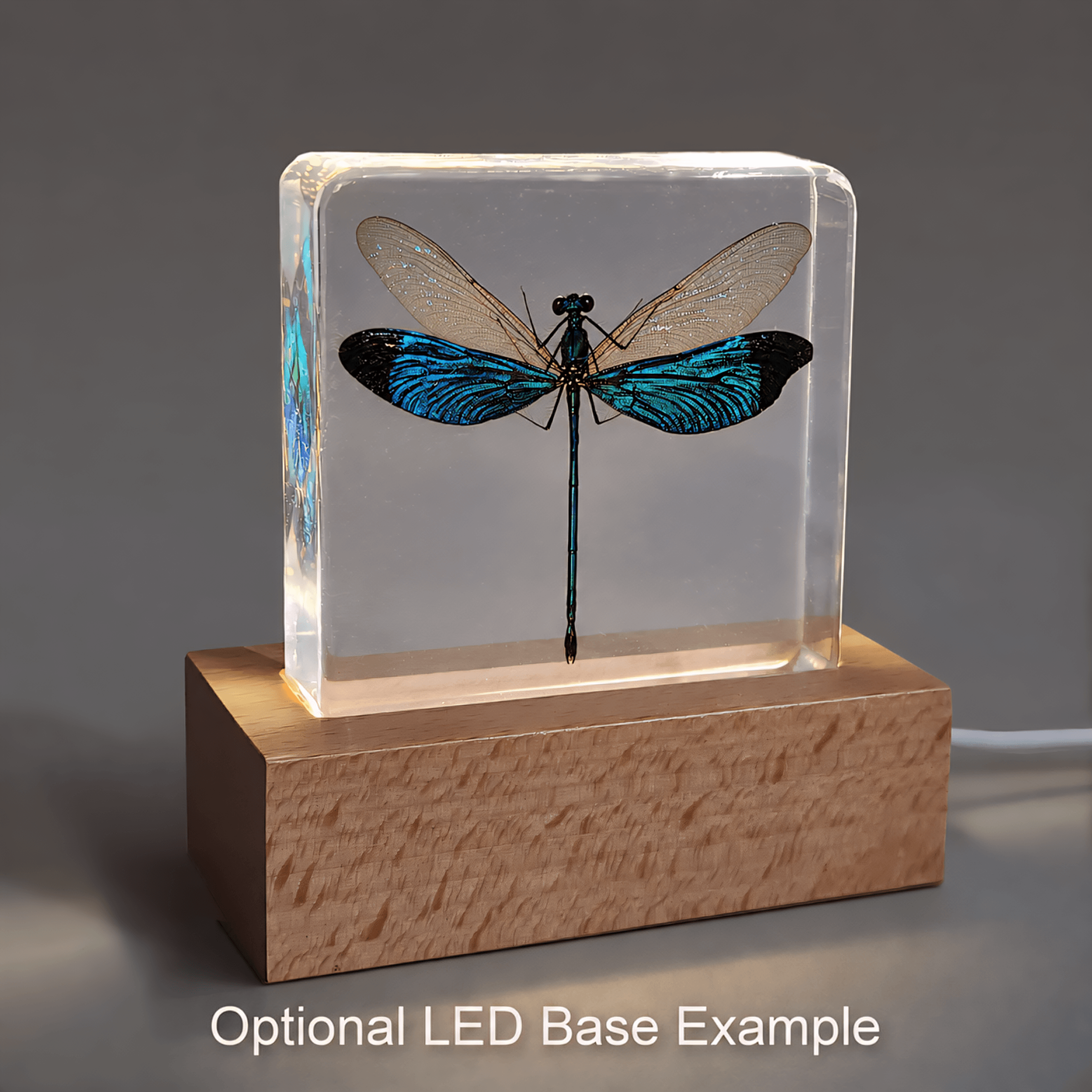 Slide 5 for Damselfly In Resin, Metalwing, Insects in Resin