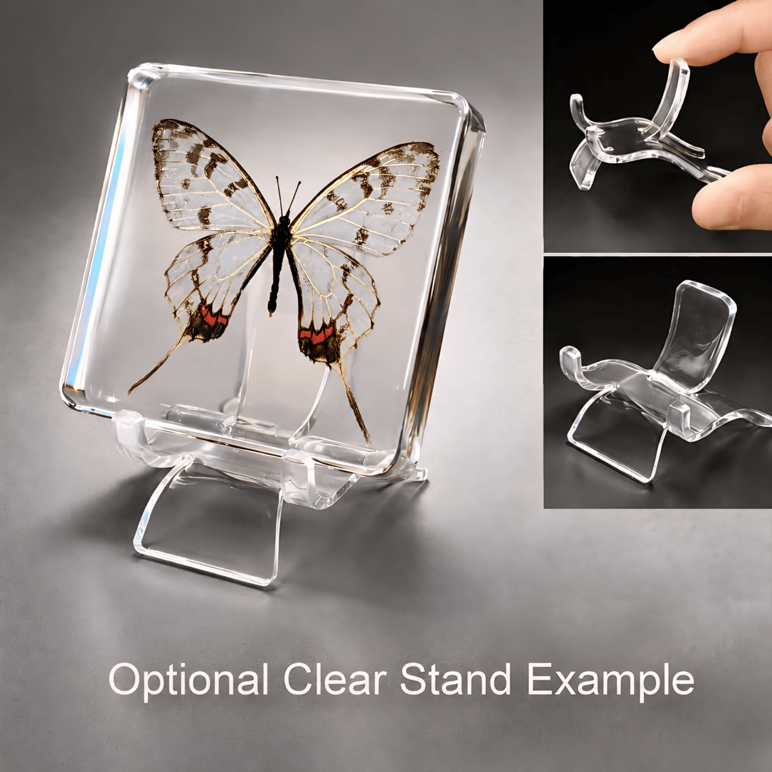 Slide 5 for Dragon Swallowtail Butterfly in Resin, Butterfly Display