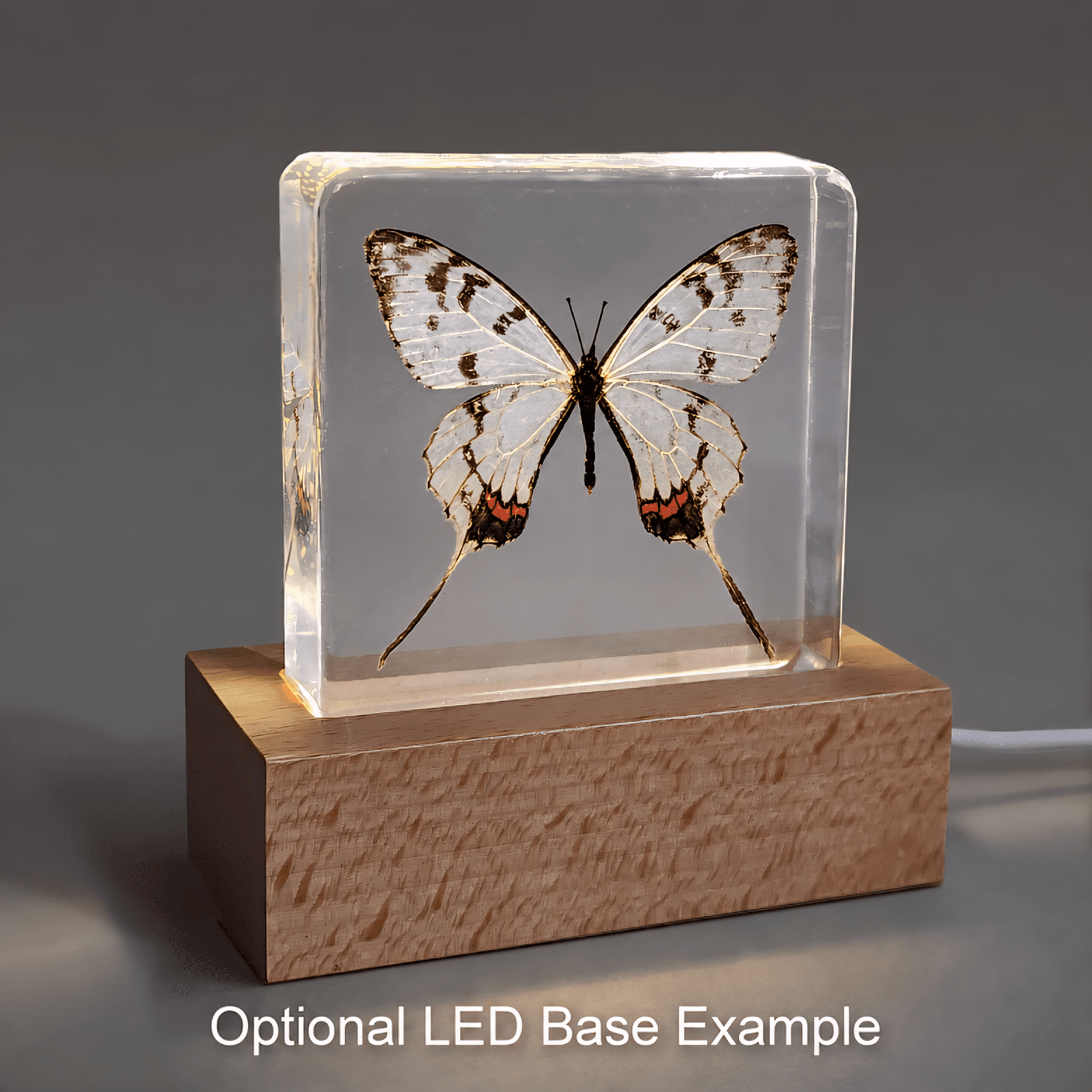 Slide 6 for Dragon Swallowtail Butterfly in Resin, Butterfly Display