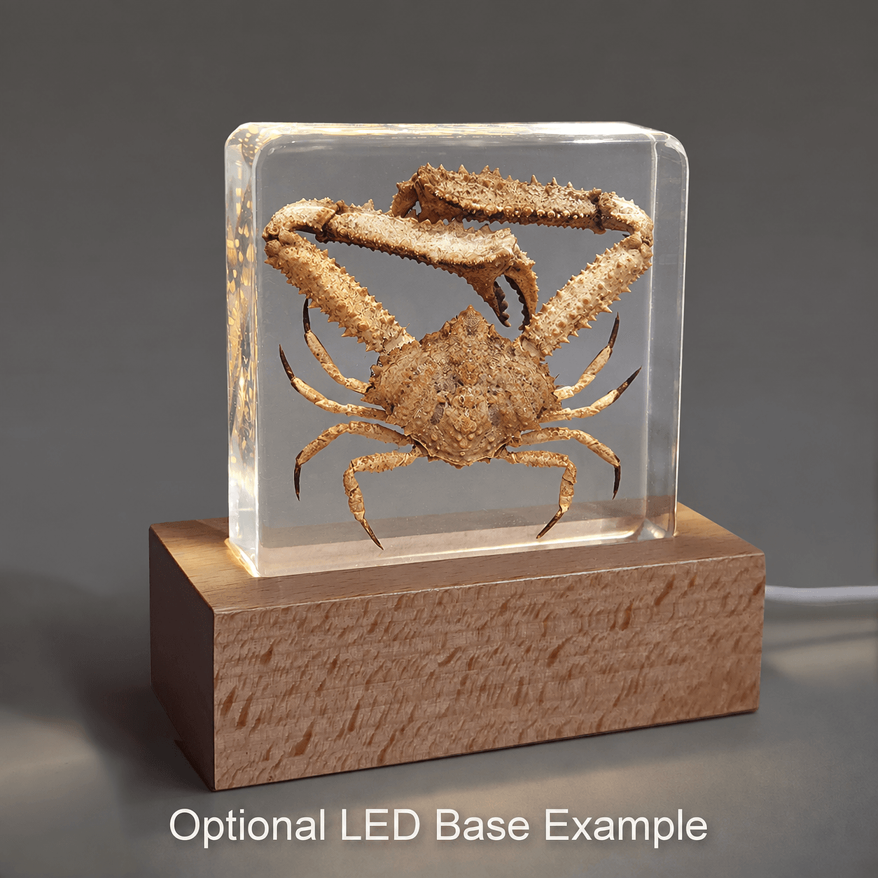 Slide 6 for Elbow Crab in Resin, Parthenope validus