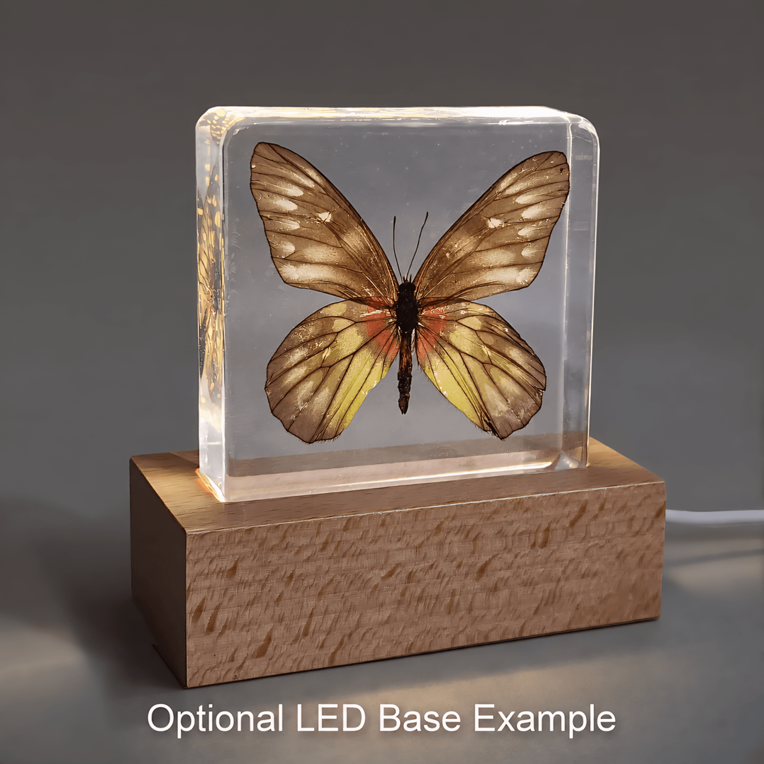 Slide 6 for Red Base Jezebel Butterfly in Resin, Butterfly Display, Delias Pasithoe