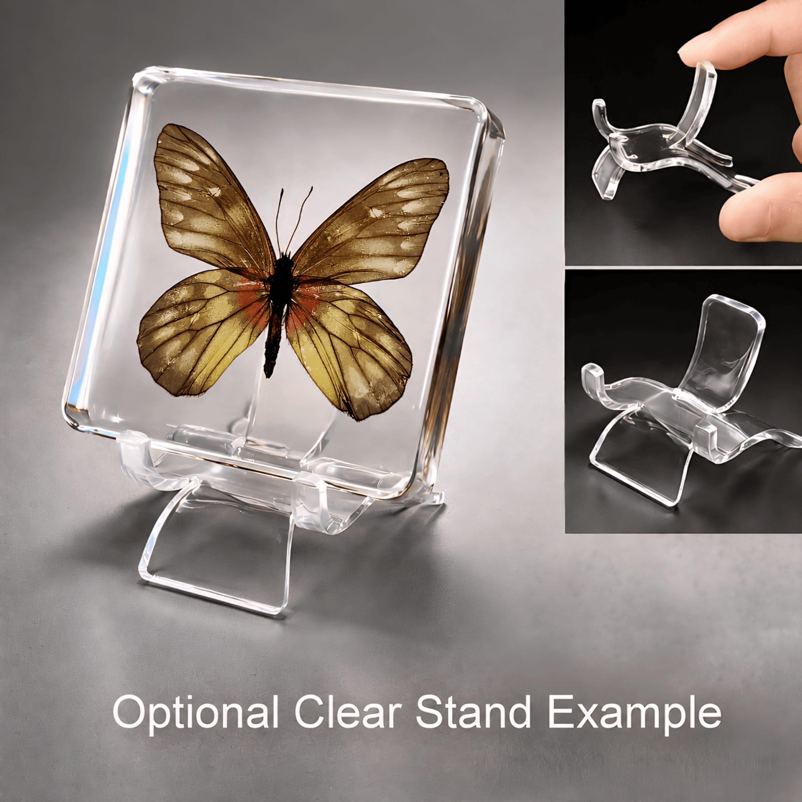 Slide 5 for Red Base Jezebel Butterfly in Resin, Butterfly Display, Delias Pasithoe