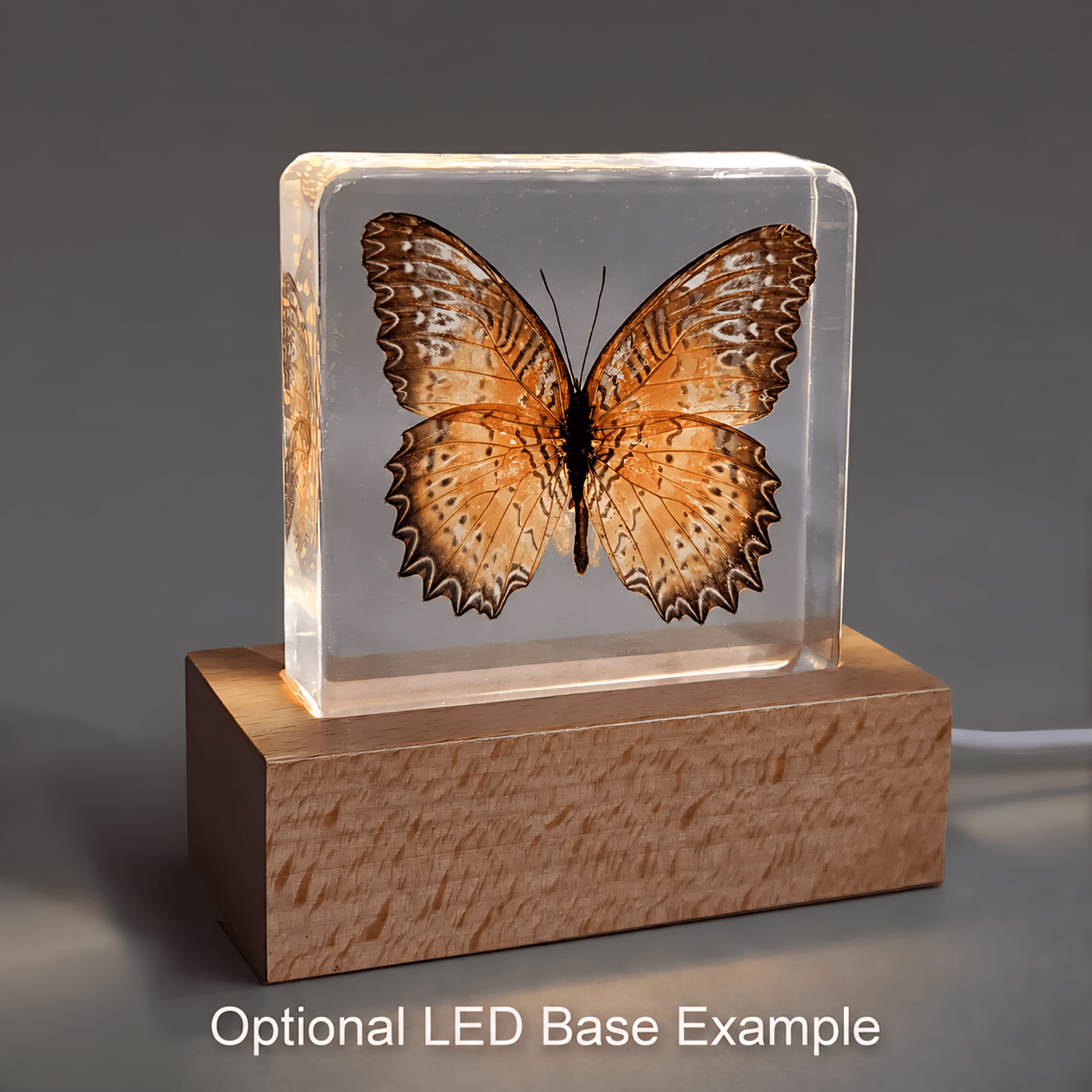 Slide 6 for Red Lacewing Butterfly in Resin, Butterfly Display, Cethosia biblis Drury