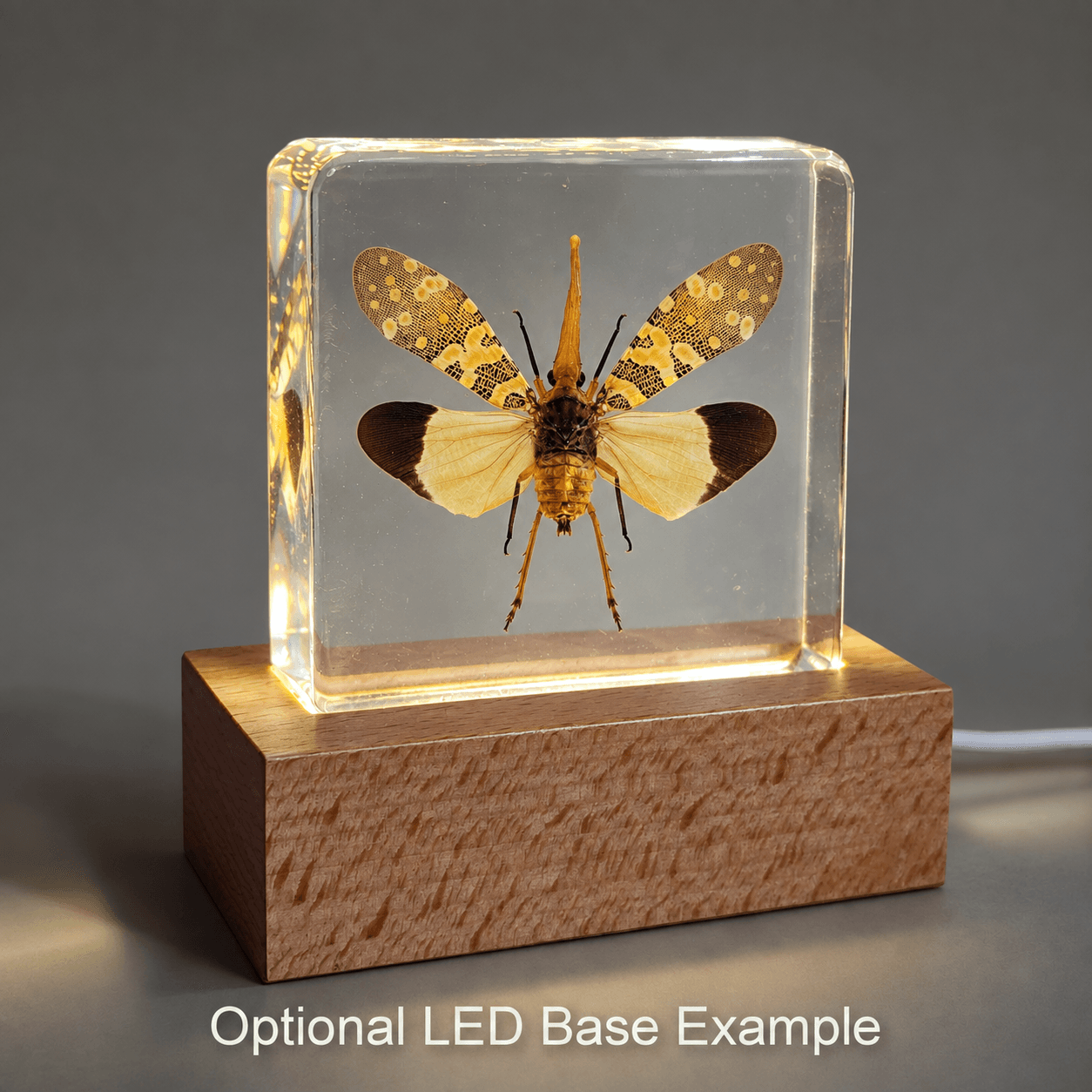 Slide 6 for Lanternfly In Resin, Wings Open, Insects in Resin, Fulgora candelaria