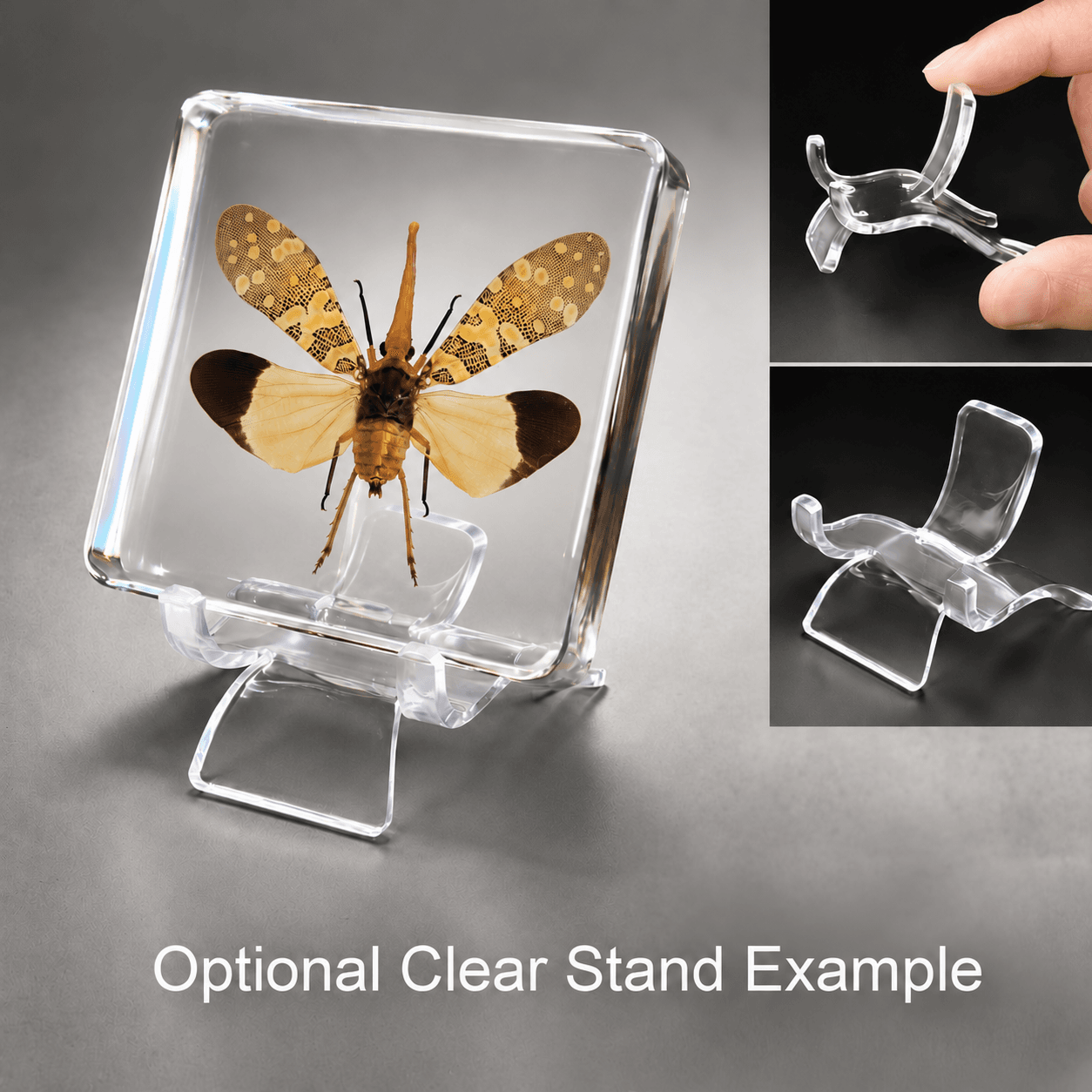 Slide 5 for Lanternfly In Resin, Wings Open, Insects in Resin, Fulgora candelaria