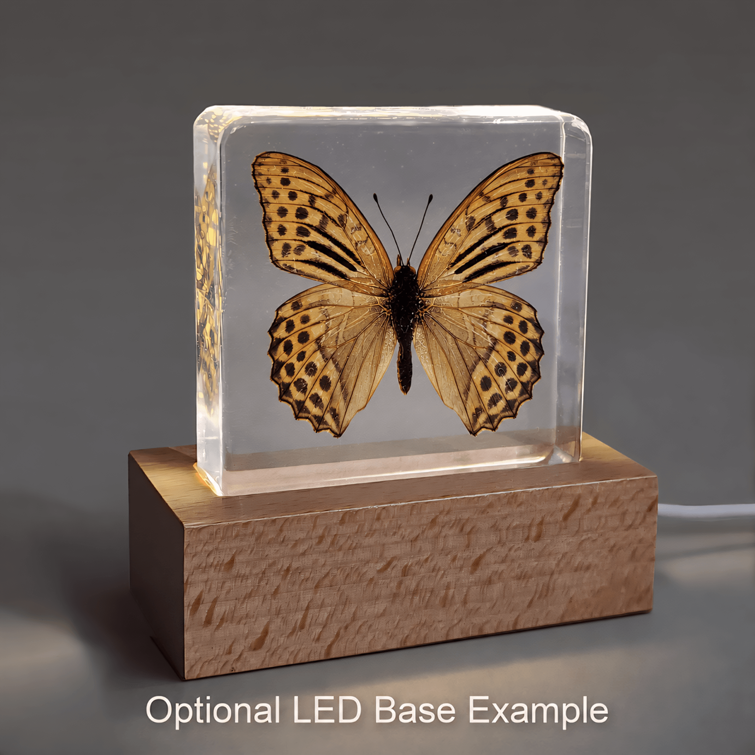 Slide 4 for Leopard Print Butterfly in Resin, Argynnis hyperbius