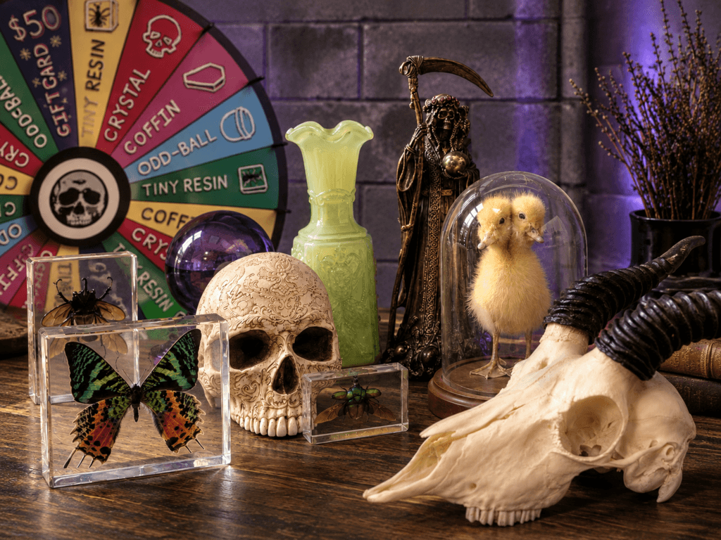 Live Oddity Shopping, Oddities and Curiosities. O4S