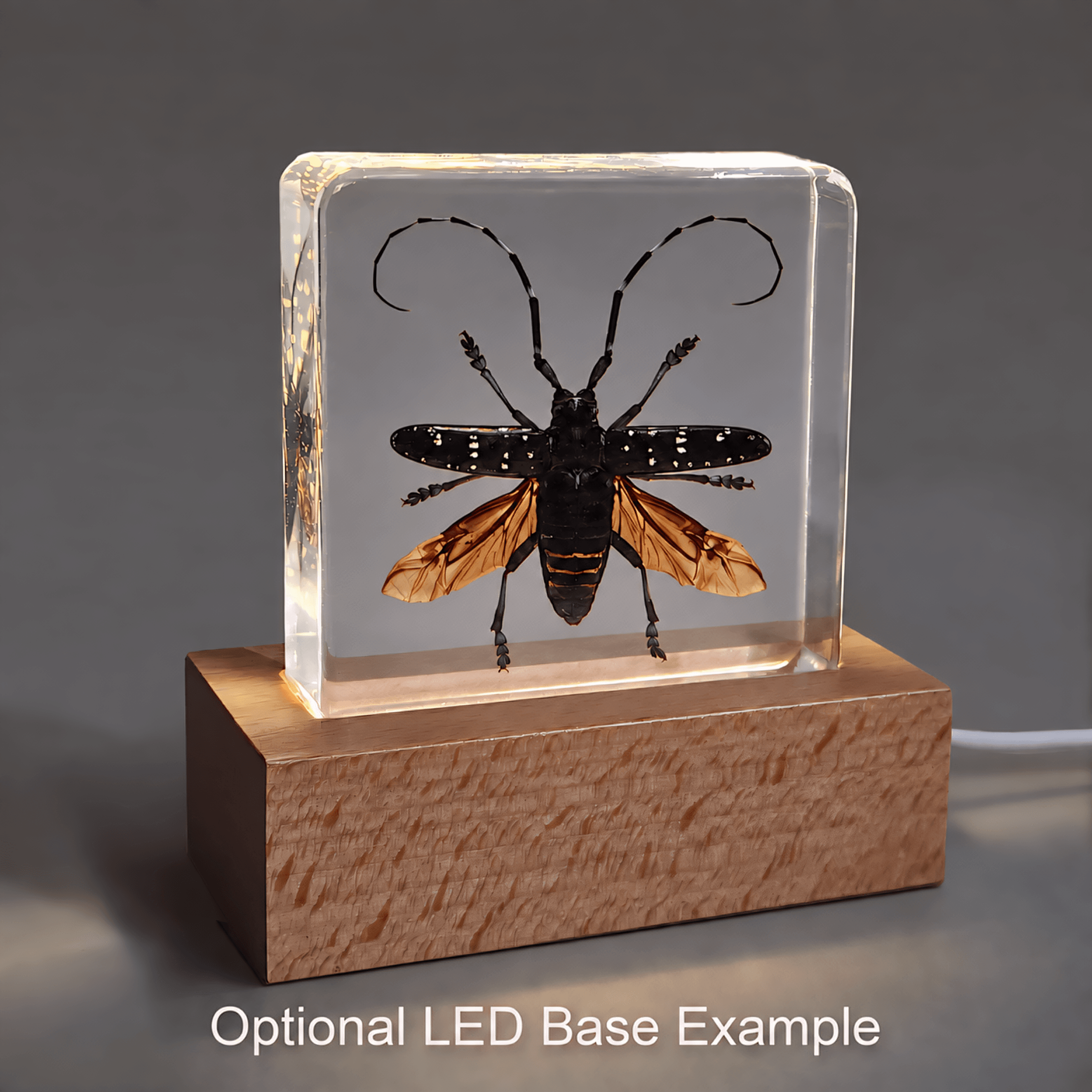Slide 6 for Longhorn Beetle in Resin, Bug Display Wings Open