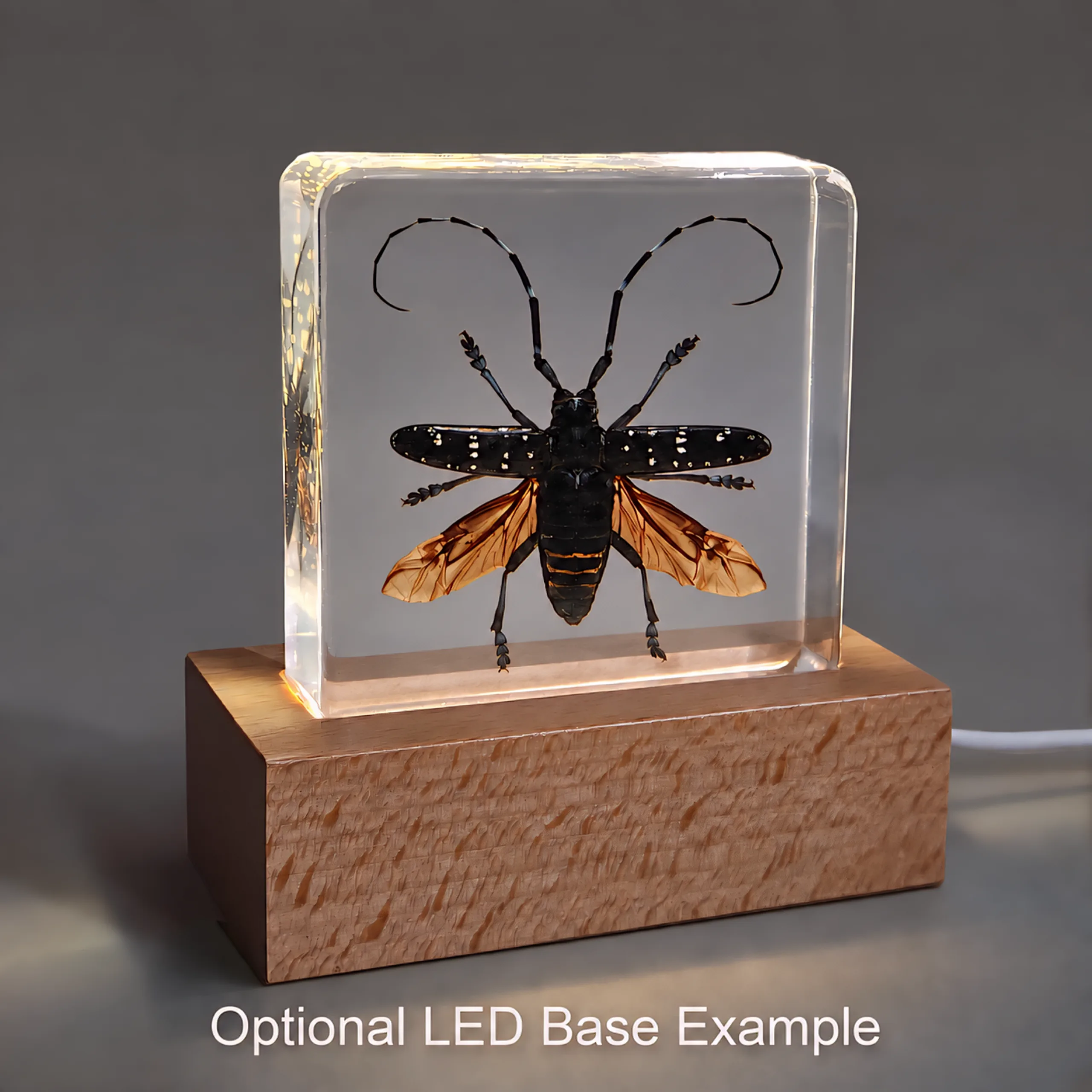 Slide 6 for Longhorn Beetle in Resin, Bug Display Wings Open