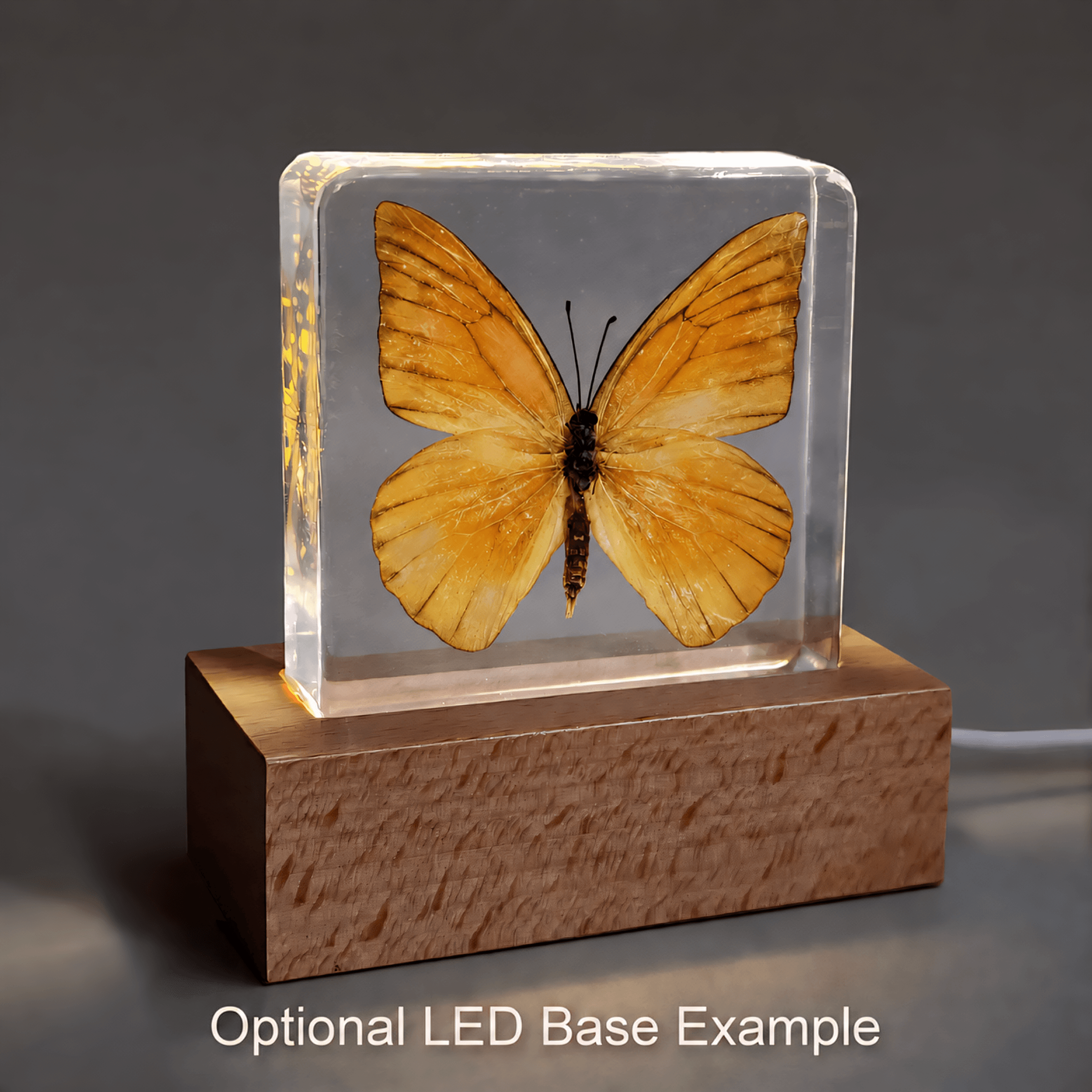 Slide 6 for Orange Albatross Butterfly in Resin, Butterfly Display, Appias Nero