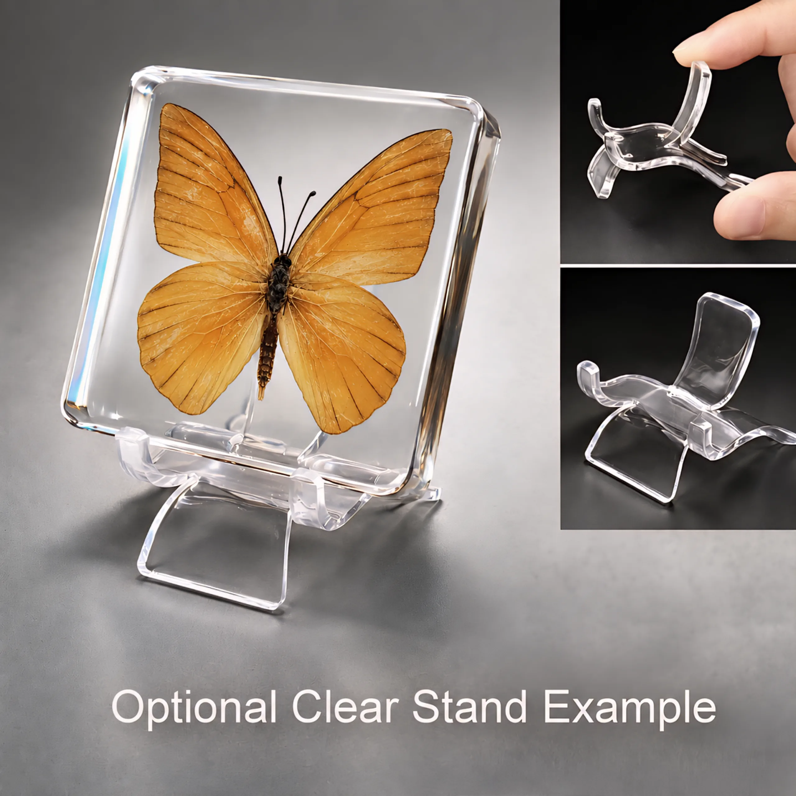 Slide 5 for Orange Albatross Butterfly in Resin, Butterfly Display, Appias Nero