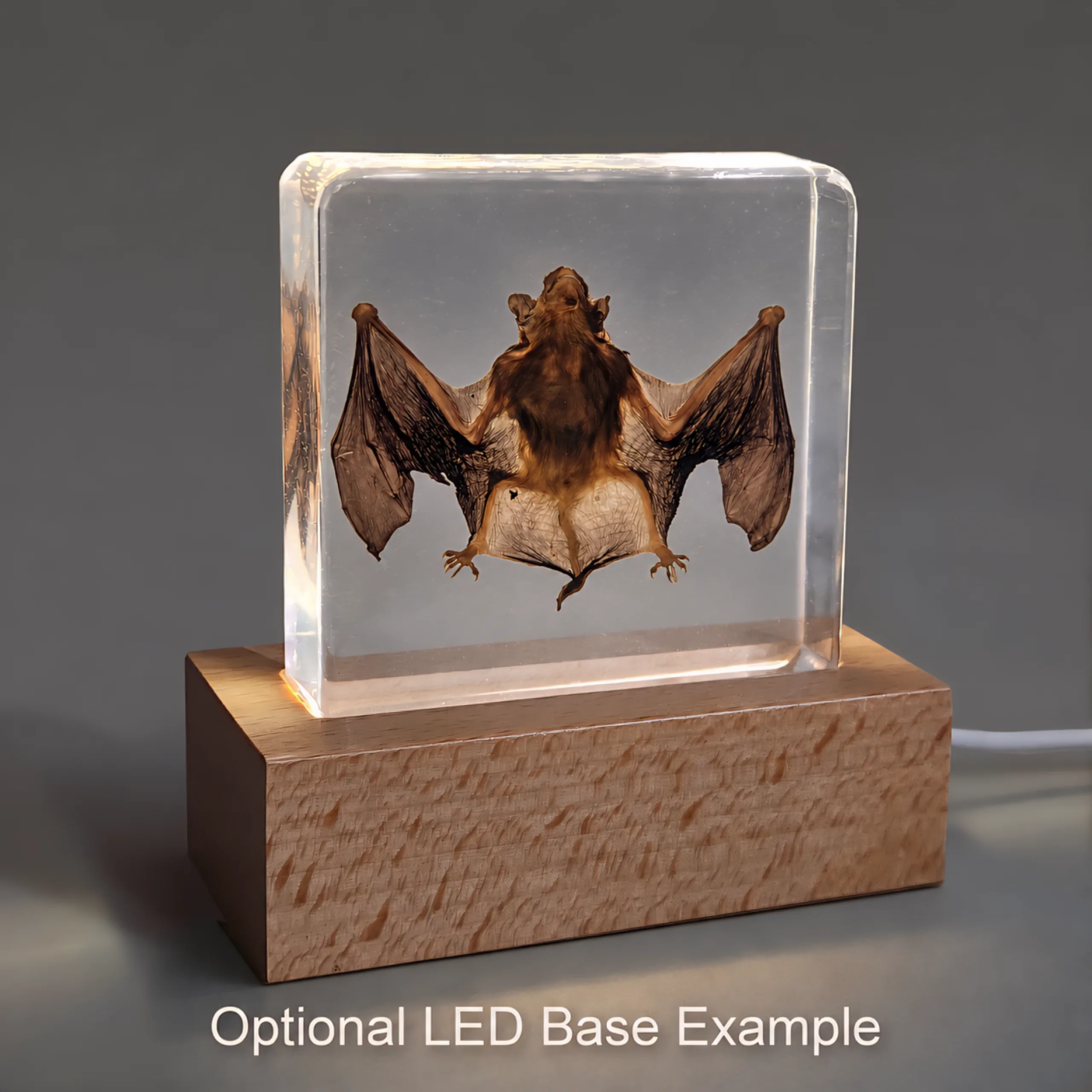 Slide 7 for Real Bat in Resin, Real Bat in Lucite, Oddities, Curiosities