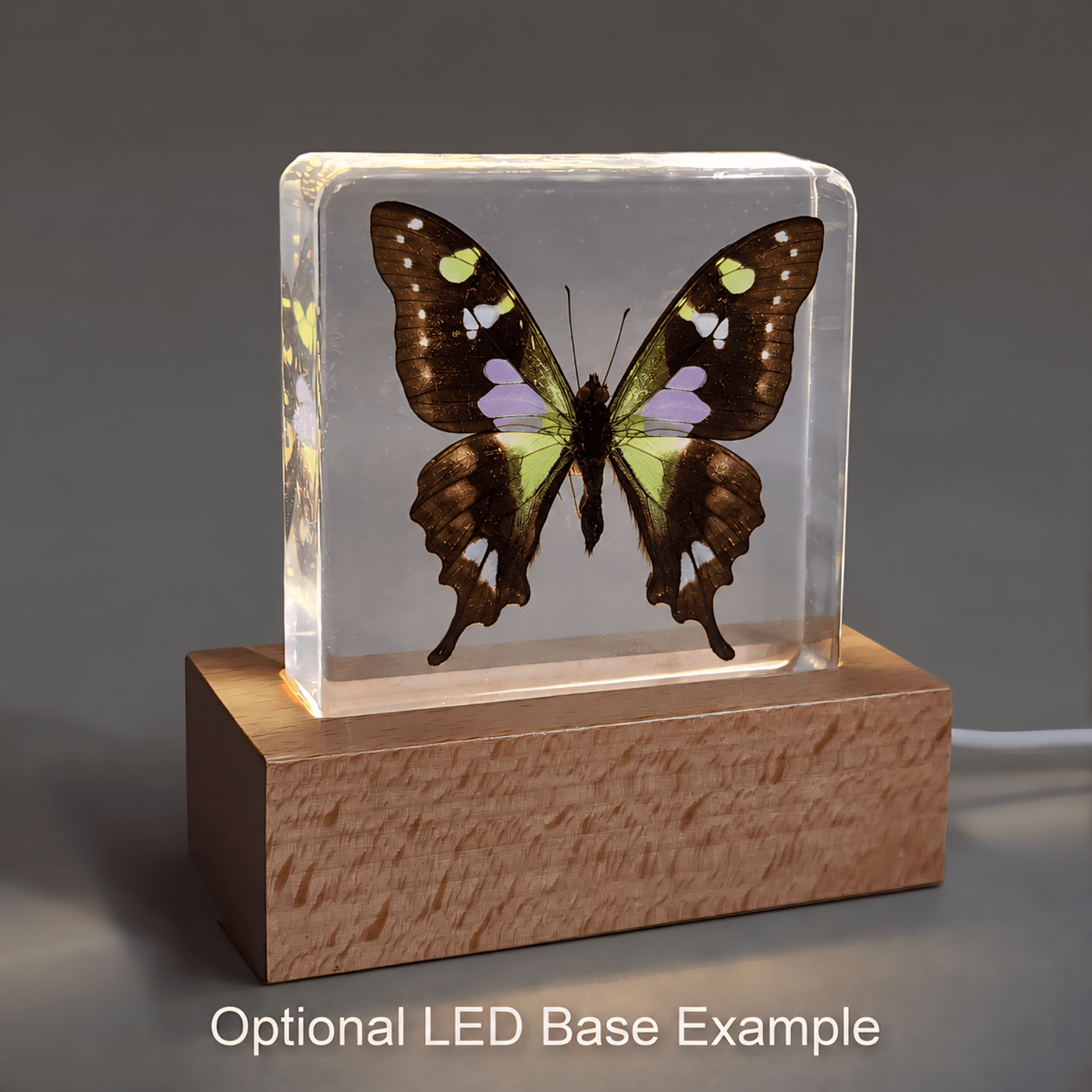 Slide 6 for Rare Purple Spotted Swallowtail Butterfly in Resin, Graphium Weiskei