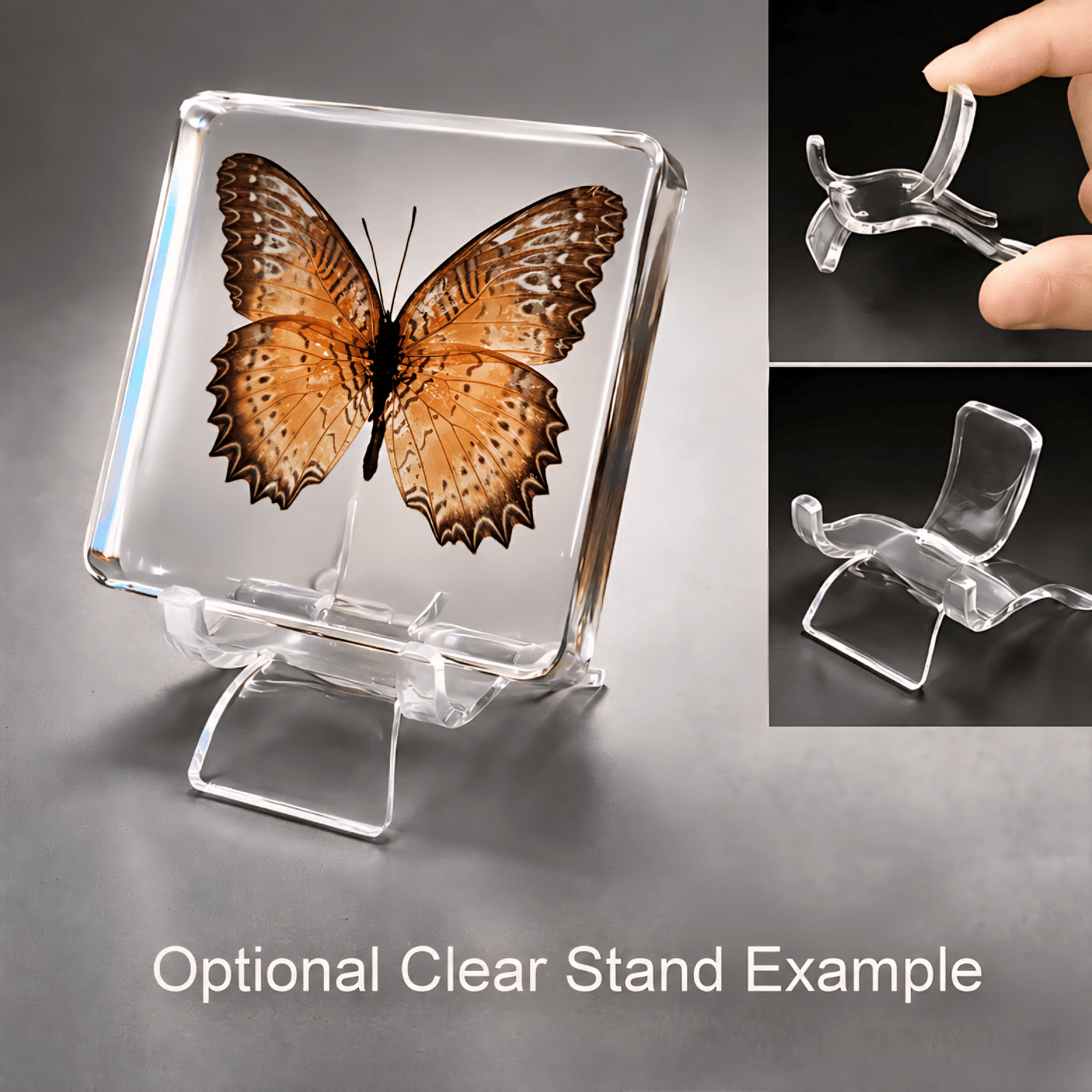 Slide 5 for Red Lacewing Butterfly in Resin, Butterfly Display, Cethosia biblis Drury