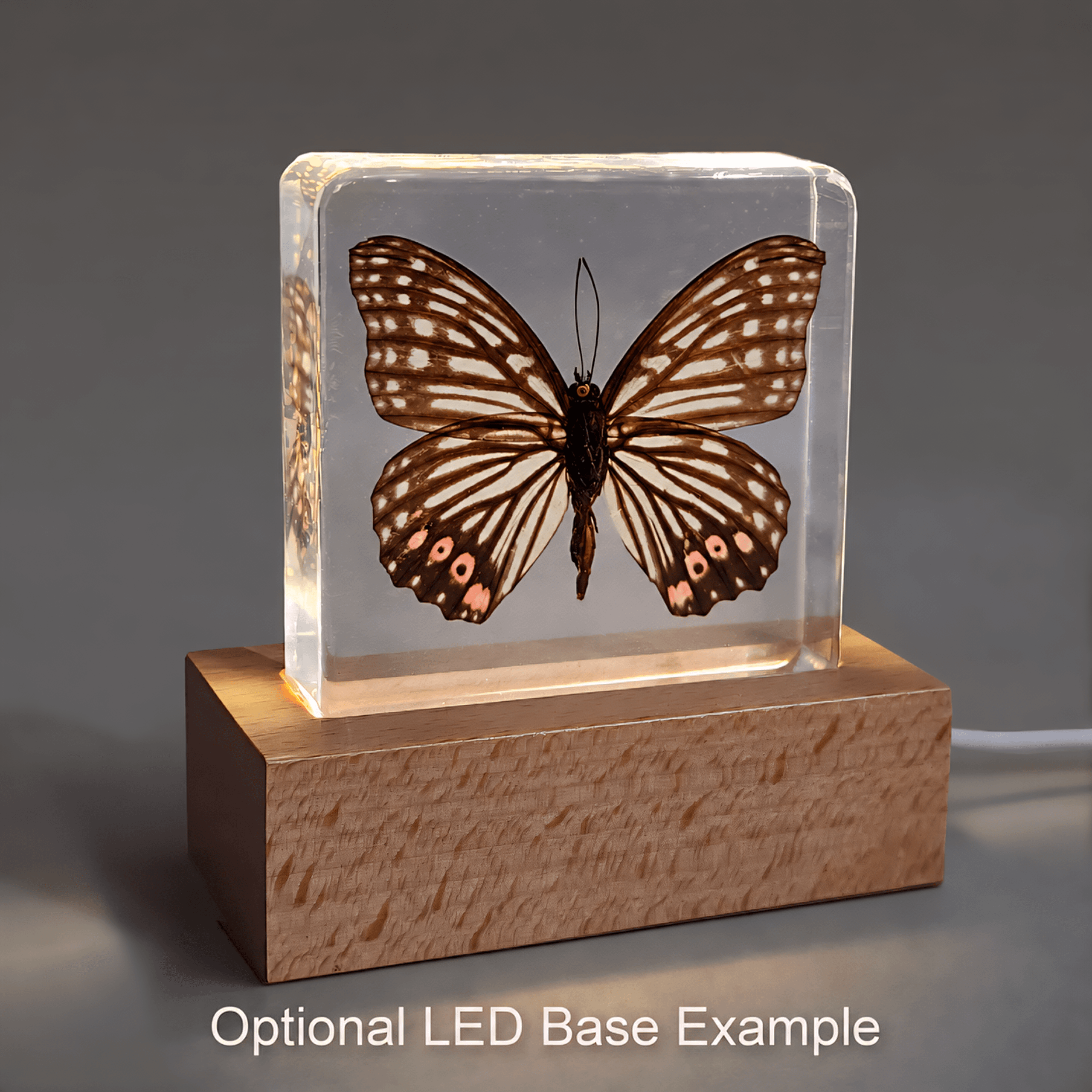 Slide 6 for Red Ring Skirt Butterfly In Resin, Butterfly Display, Hestina assimilis