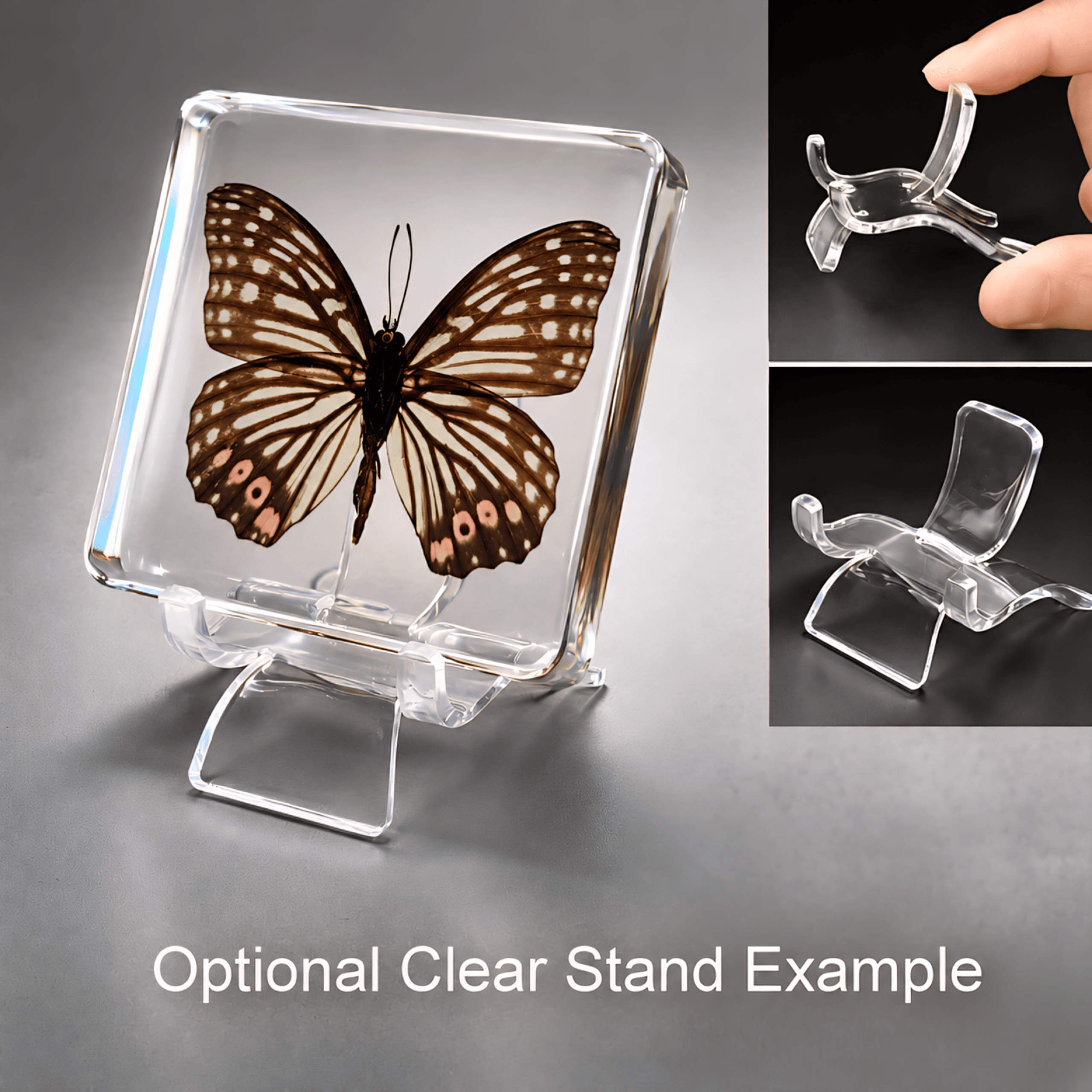 Slide 5 for Red Ring Skirt Butterfly In Resin, Butterfly Display, Hestina assimilis