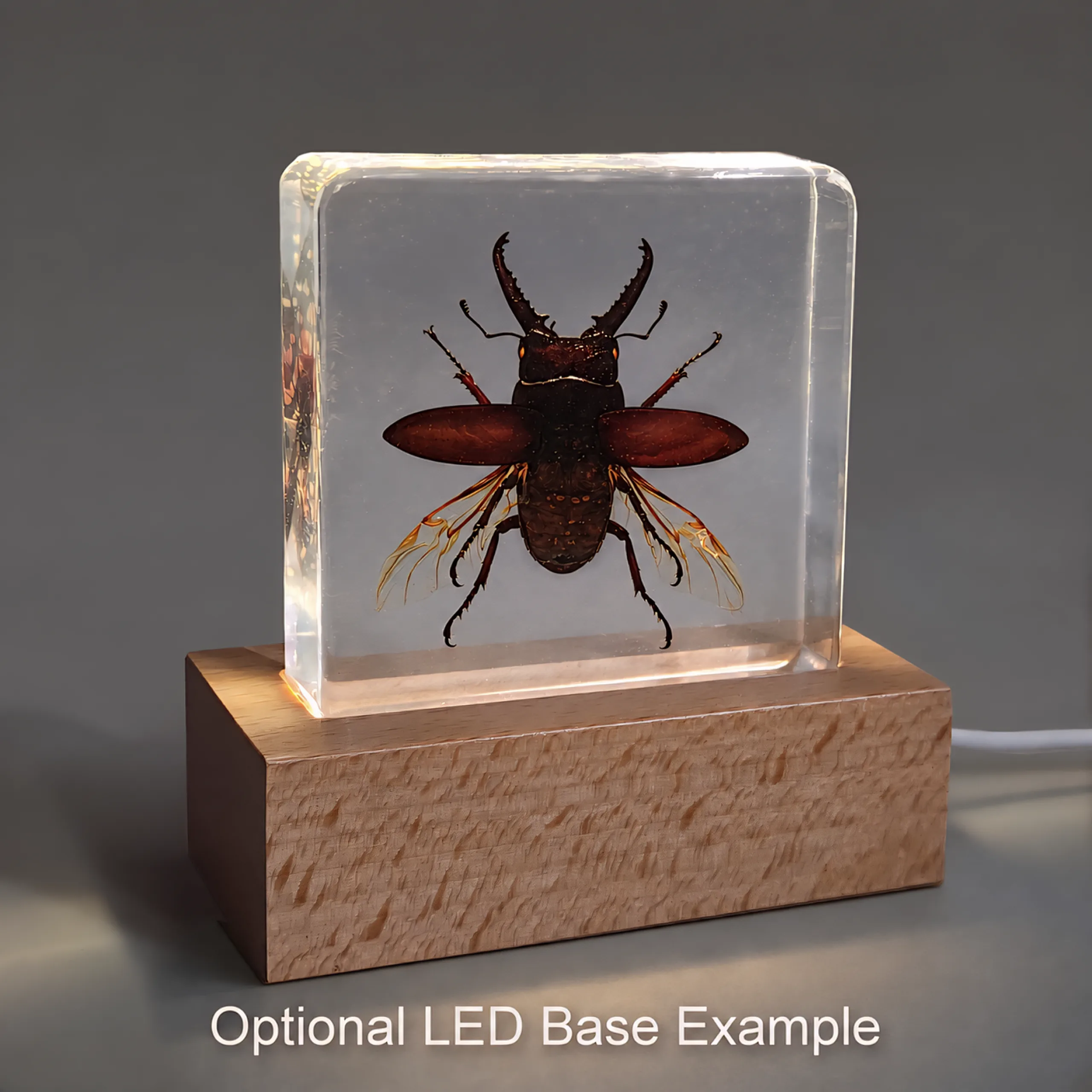 Slide 6 for Stag Beetle in Resin, Wings Open, Prosopocoilus forficula austerus