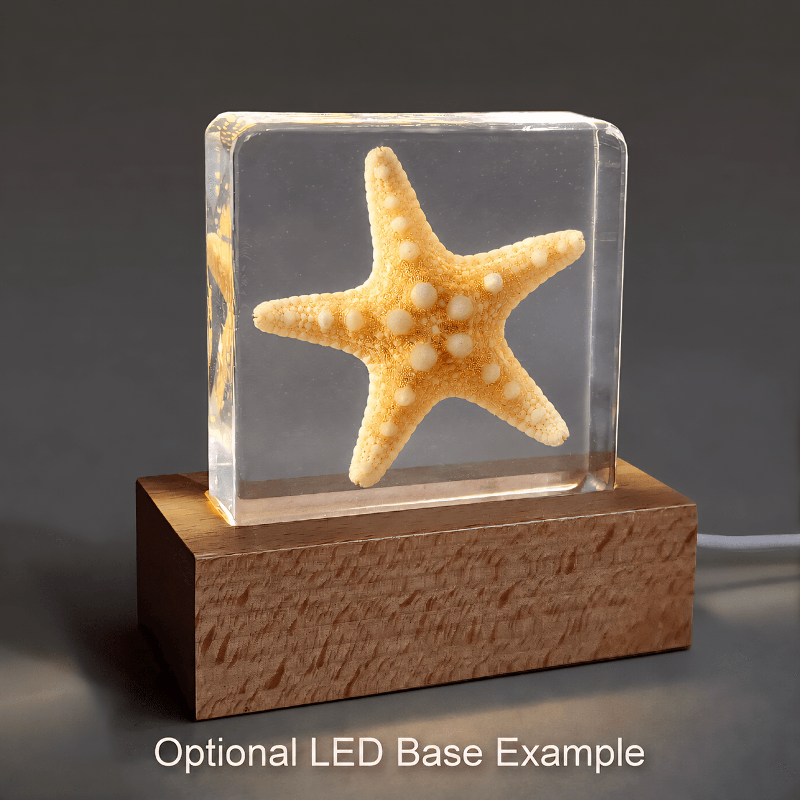 Slide 9 for Real Starfish in Resin, Ocean Decor, Aquatic Curiosities