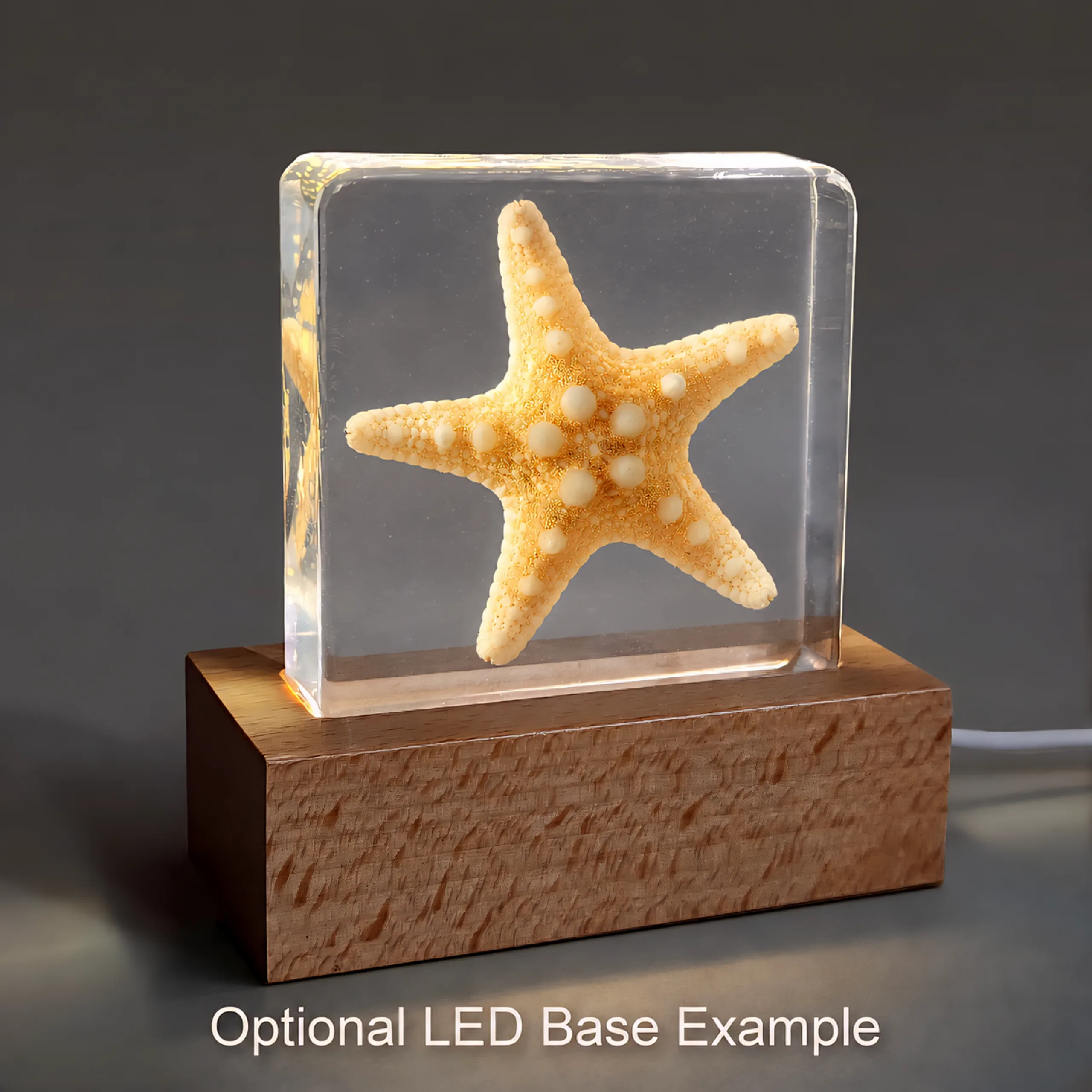 Slide 9 for Real Starfish in Resin, Ocean Decor, Aquatic Curiosities