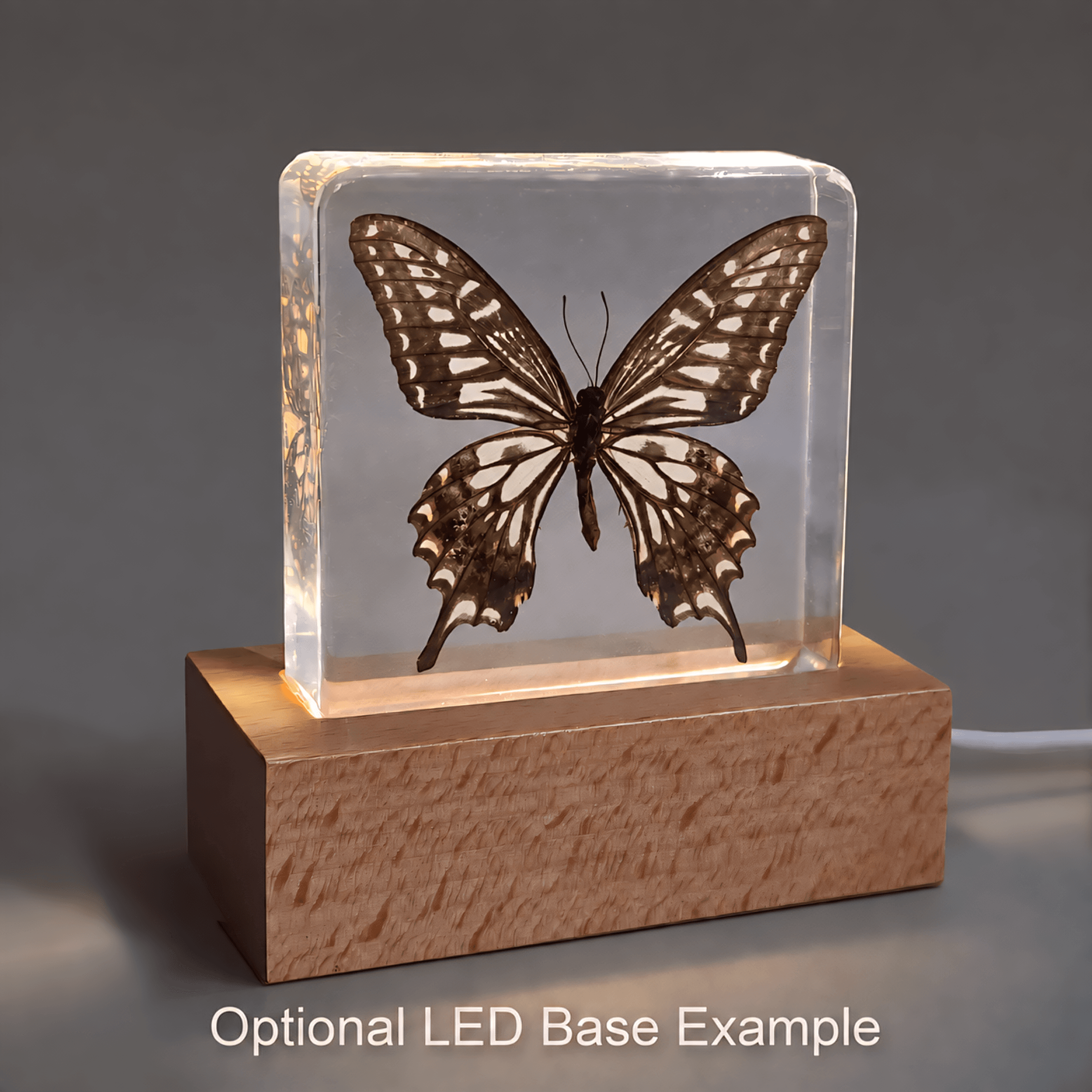 Slide 6 for Asian Swallowtail Butterfly in Resin, Insects in Resin, Papilio Xuthus