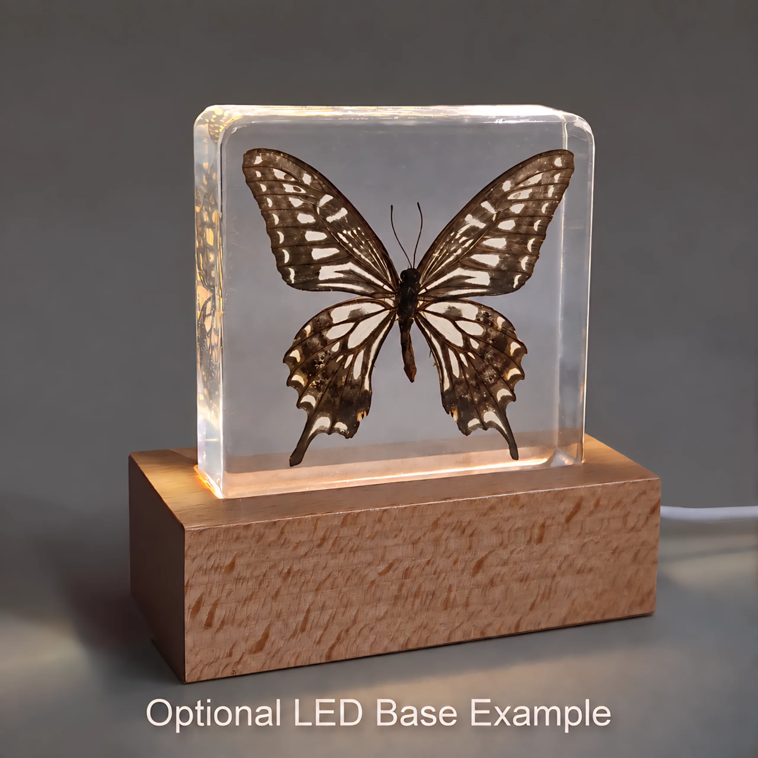 Slide 6 for Asian Swallowtail Butterfly in Resin, Insects in Resin, Papilio Xuthus