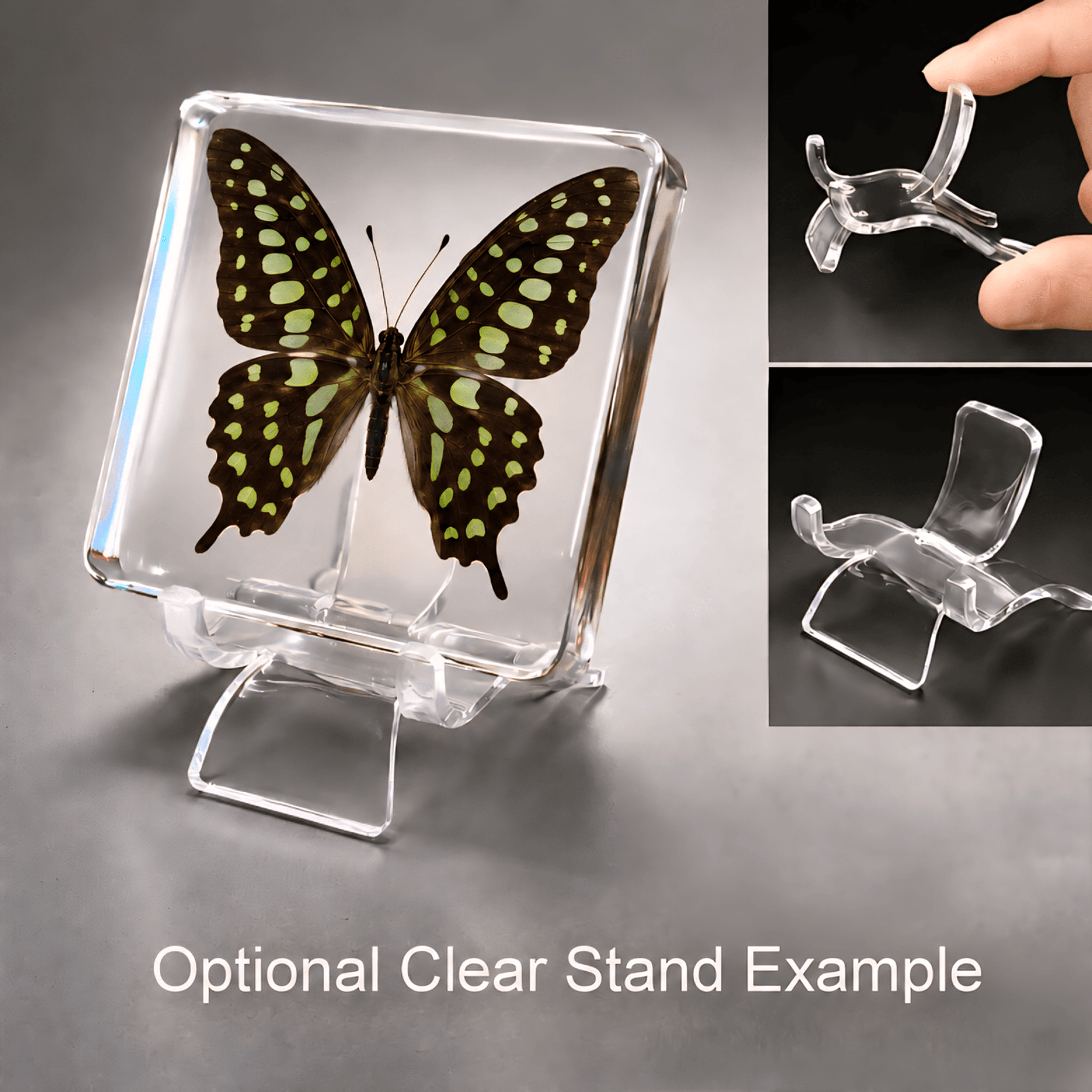 Slide 5 for Tailed Jay Butterfly in Resin, Insects in Resin, Graphium Agamemnon