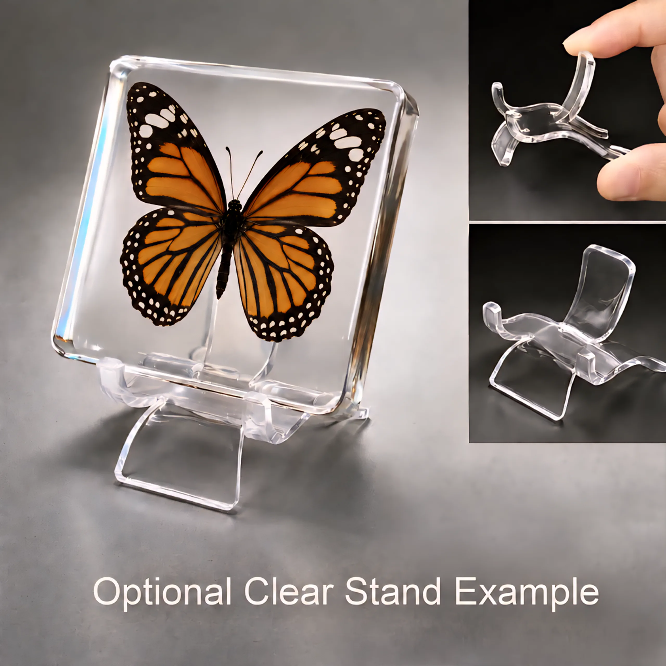 Slide 5 for Tiger Butterfly in Resin, Butterfly Display, Danaus Genutia