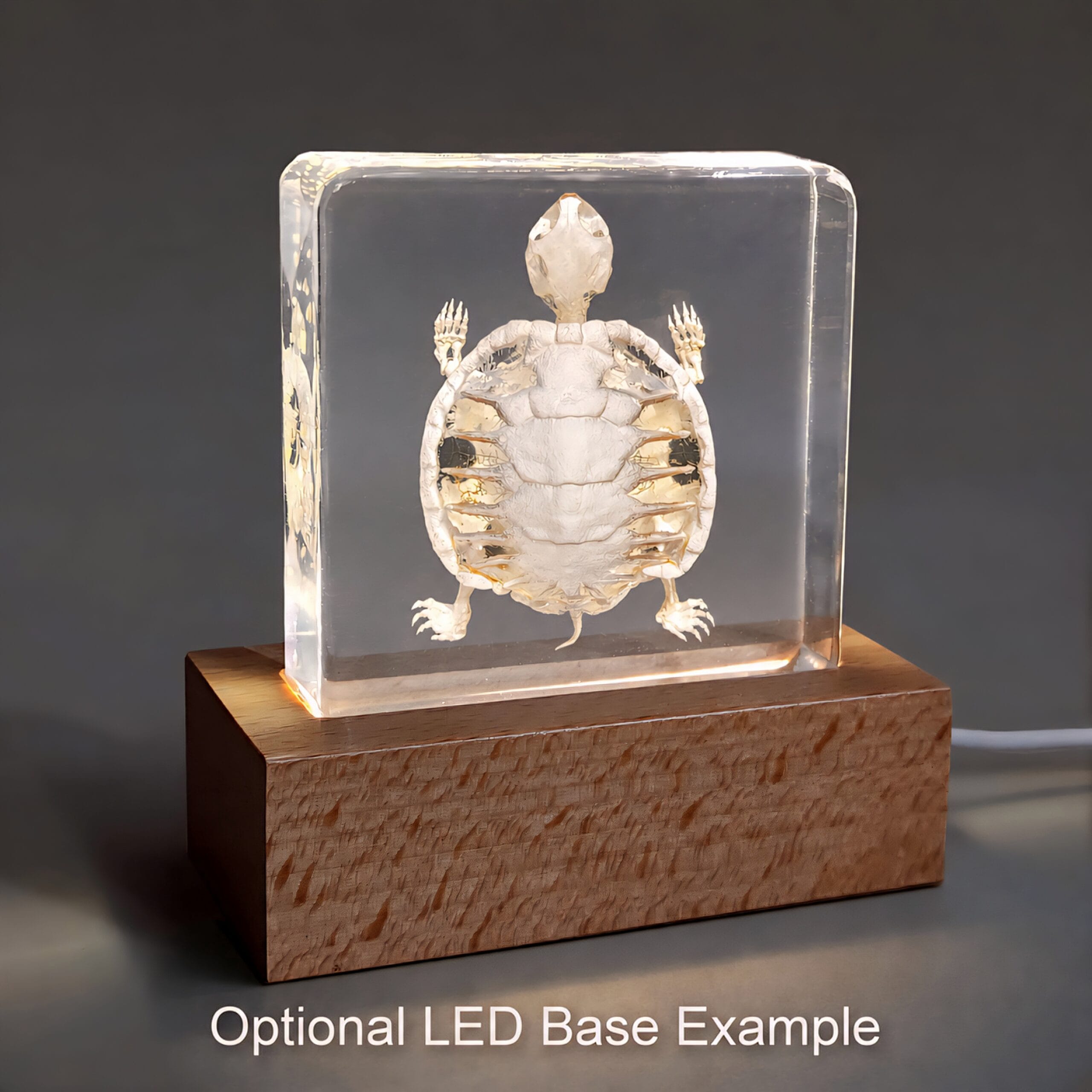 Slide 5 for Turtle Skeleton In Resin, Animal Skeletons, Trachemys scripta elegans