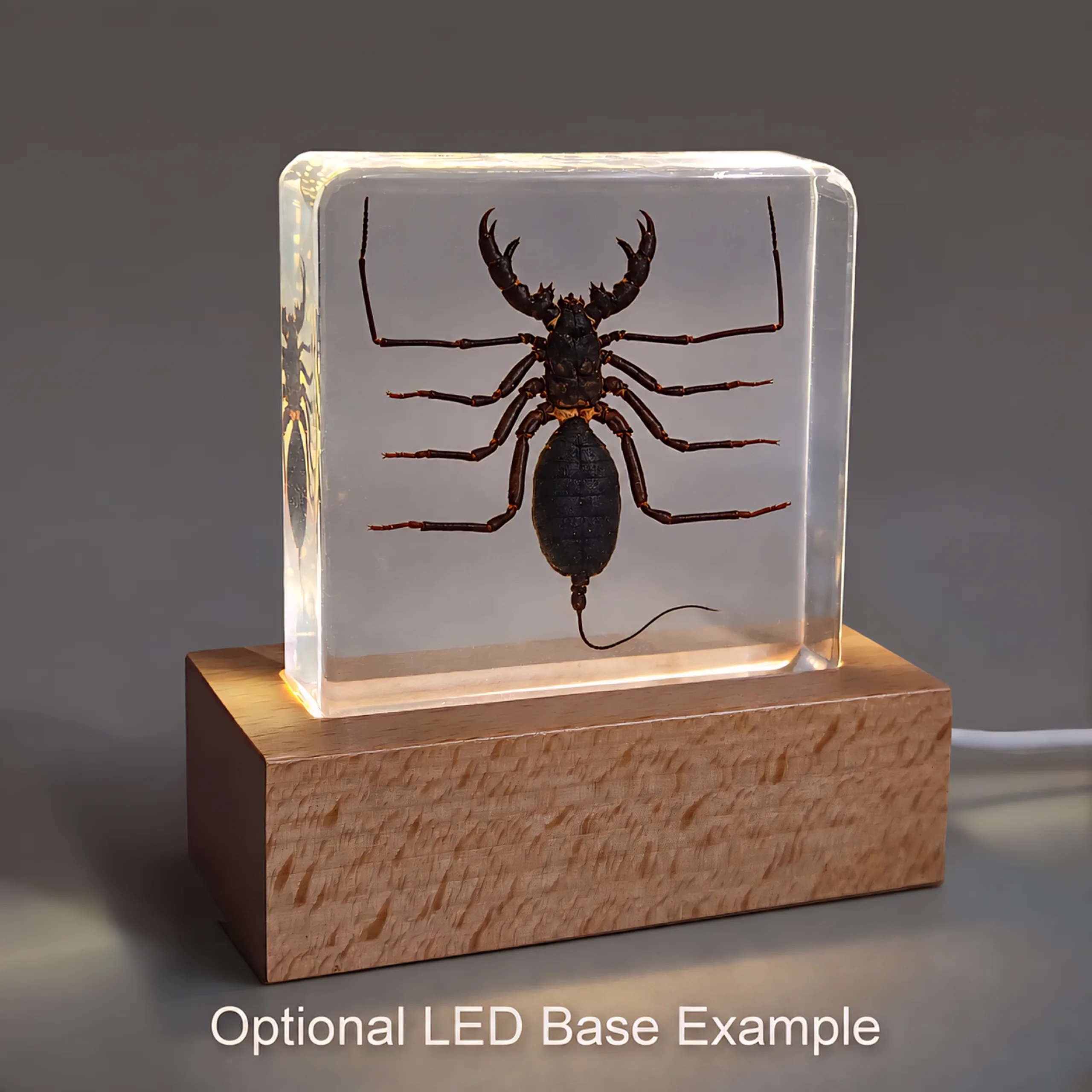 Slide 6 for Whip Scorpion in Resin, Insect in Resin, Oddities, Curiosities