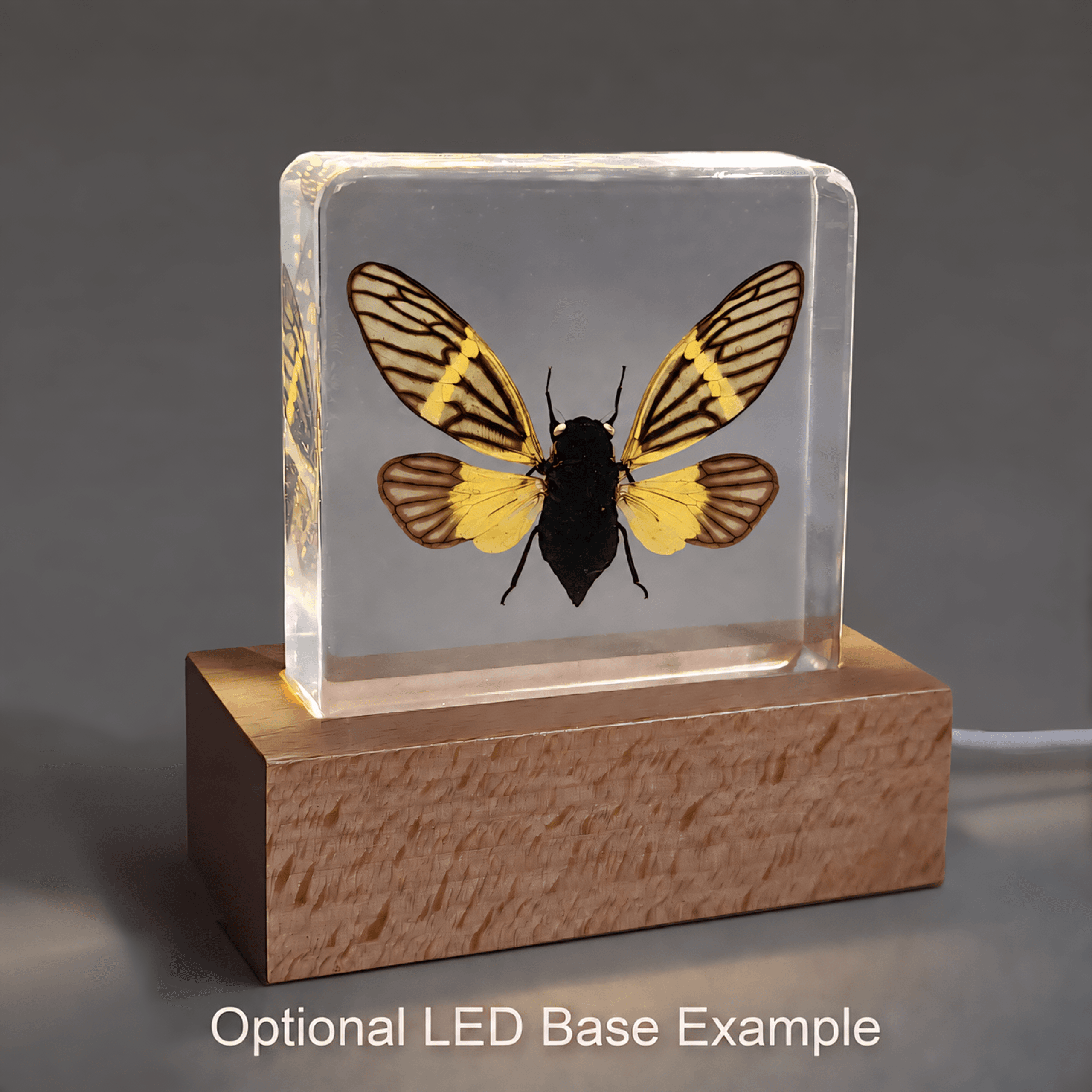 Slide 5 for Cicada in Resin, Wings Open, Flying insects