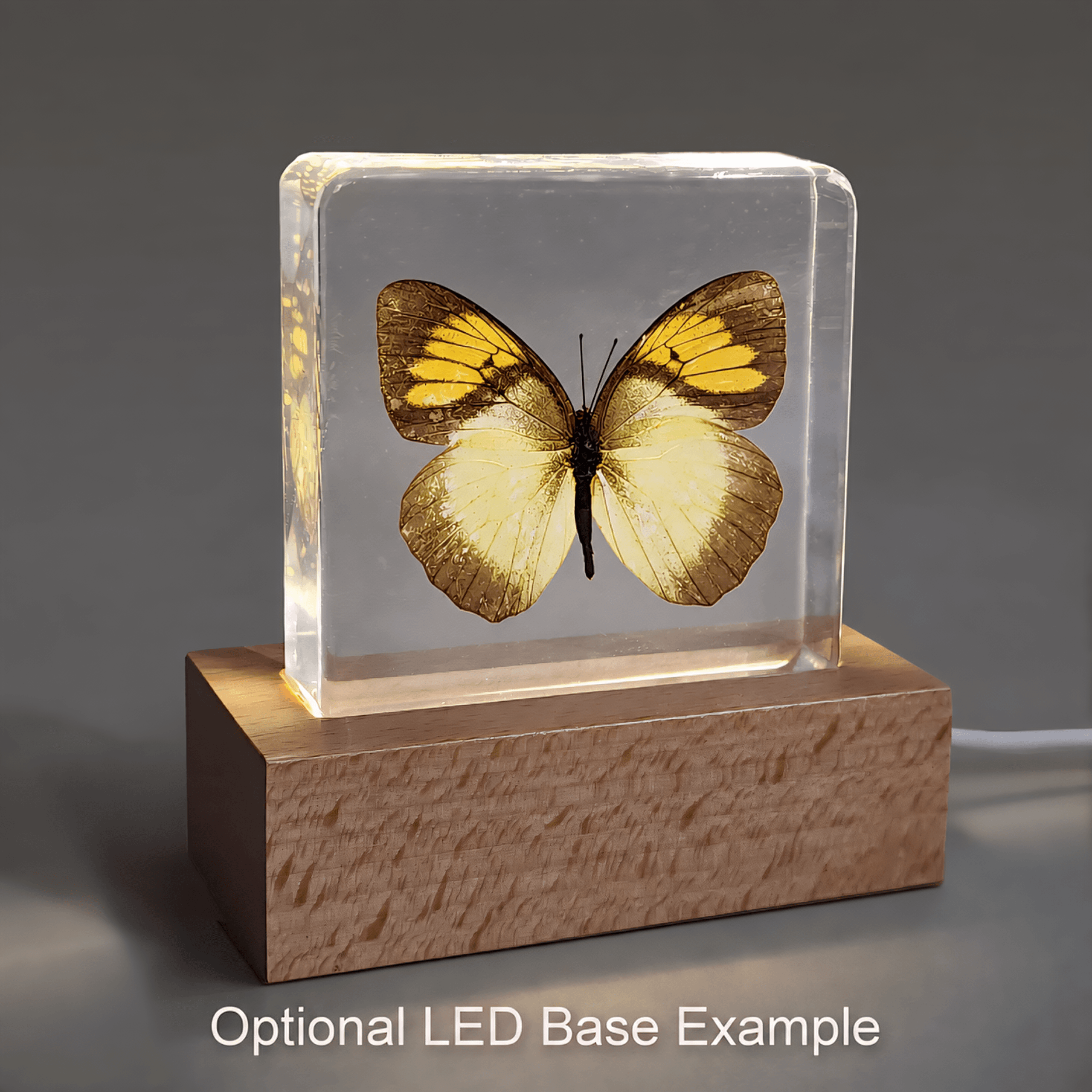 Slide 6 for Yellow Orange Tip Butterfly in Resin, Ixias pyrene