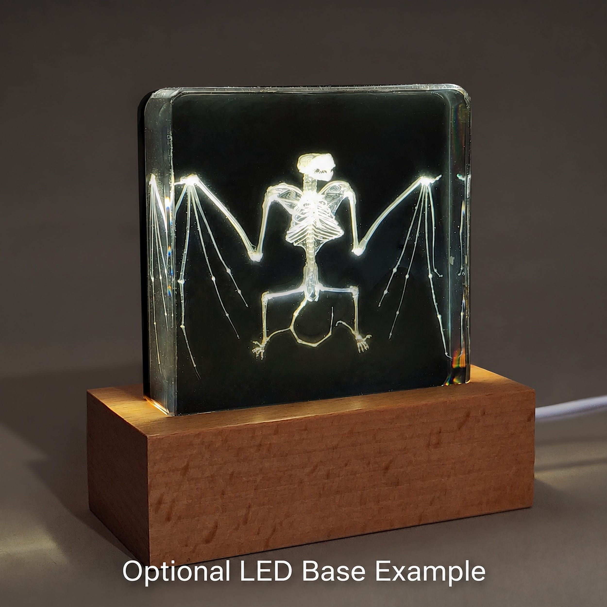 Slide 5 for Bat Skeleton in Resin, Black Background, Common Pipistrelle