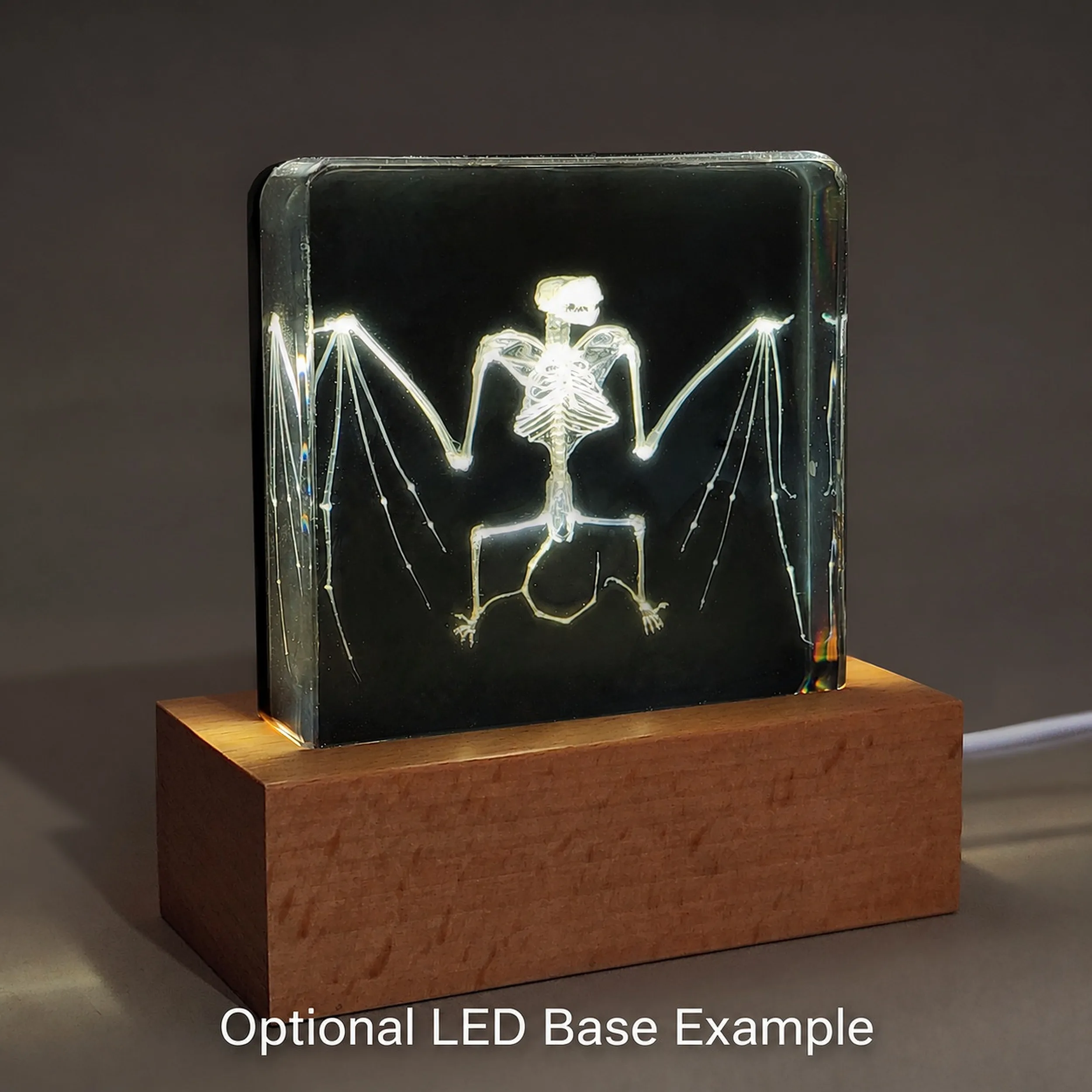 Slide 5 for Bat Skeleton in Resin, Black Background, Common Pipistrelle