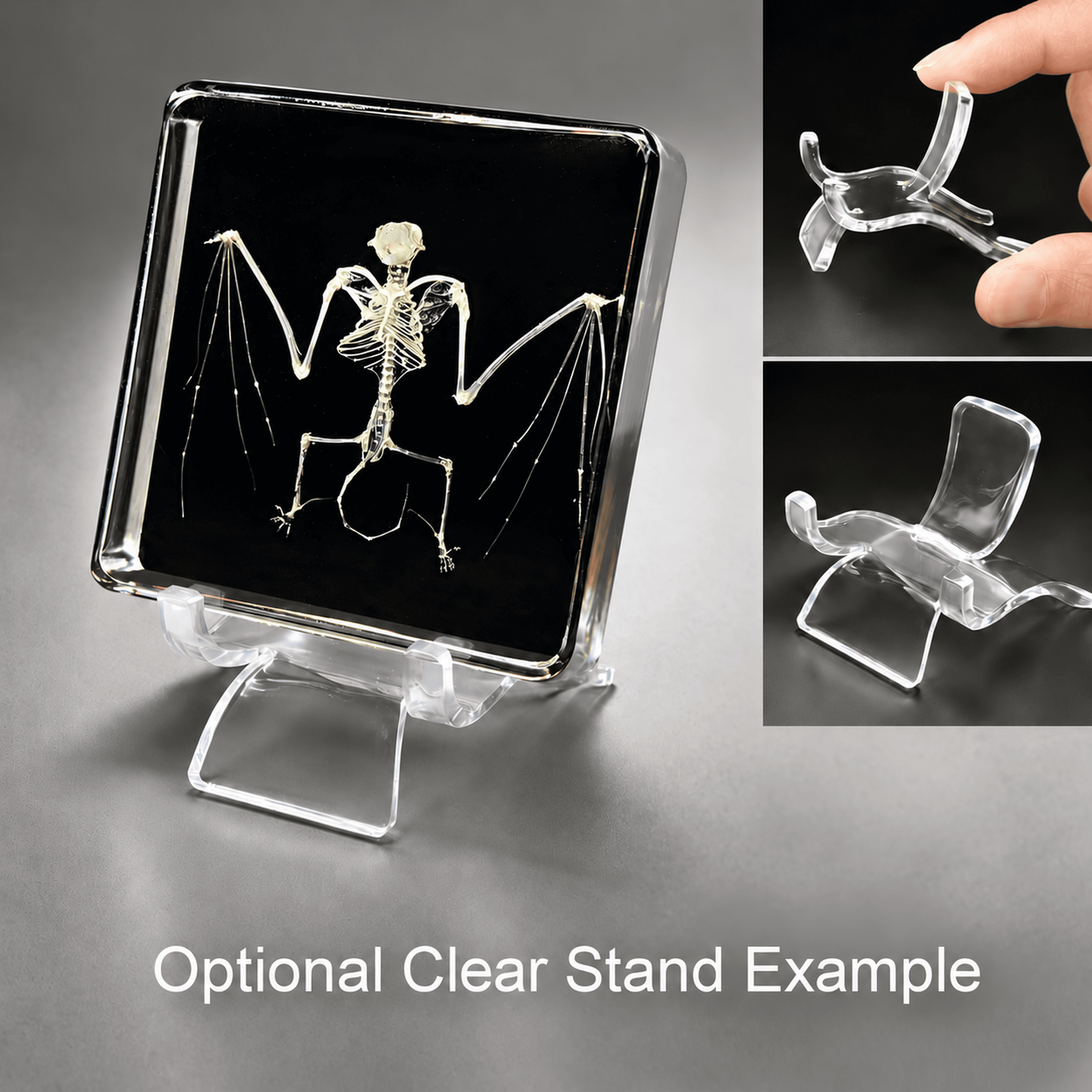 Slide 4 for Bat Skeleton in Resin, Black Background, Common Pipistrelle