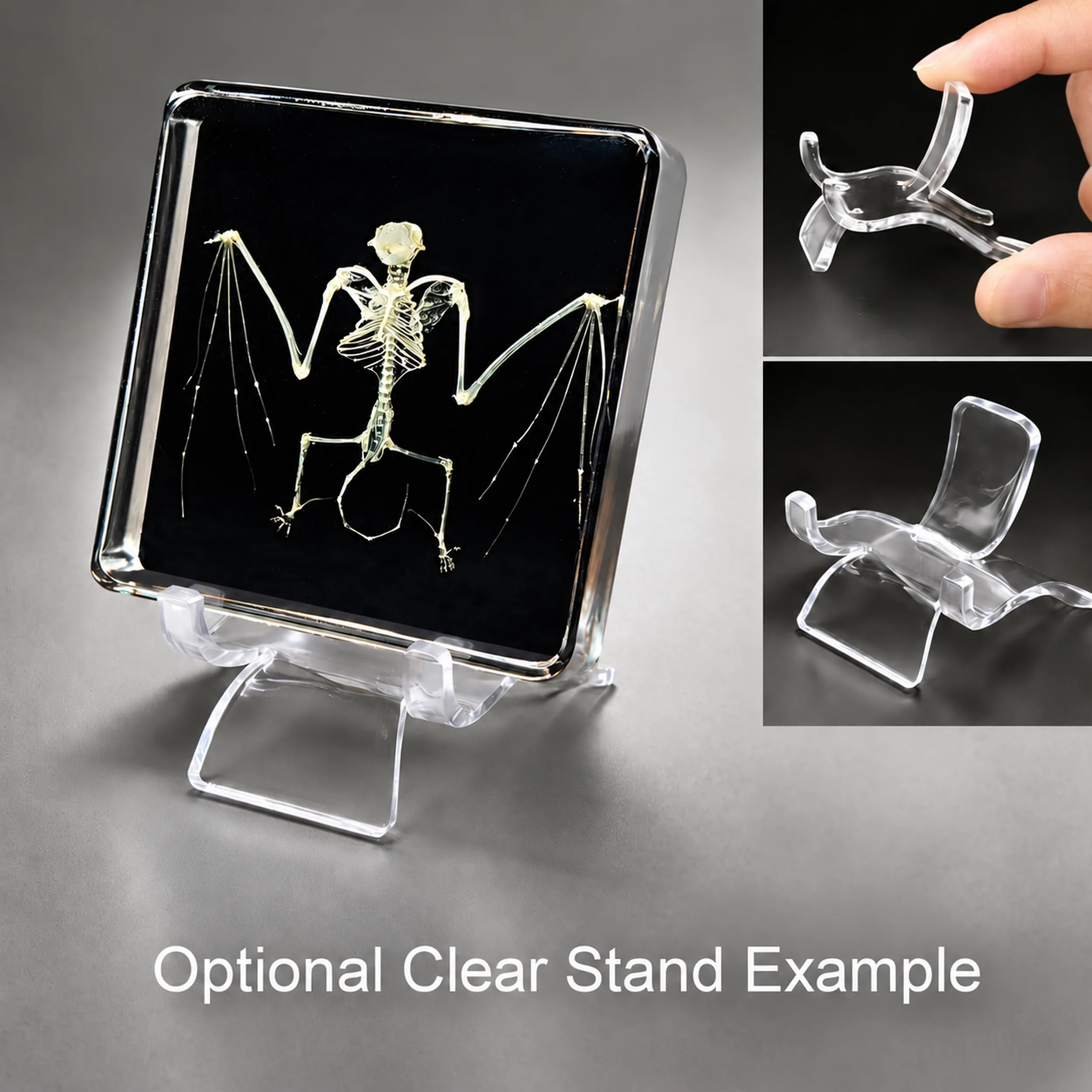 Slide 4 for Bat Skeleton in Resin, Black Background, Common Pipistrelle