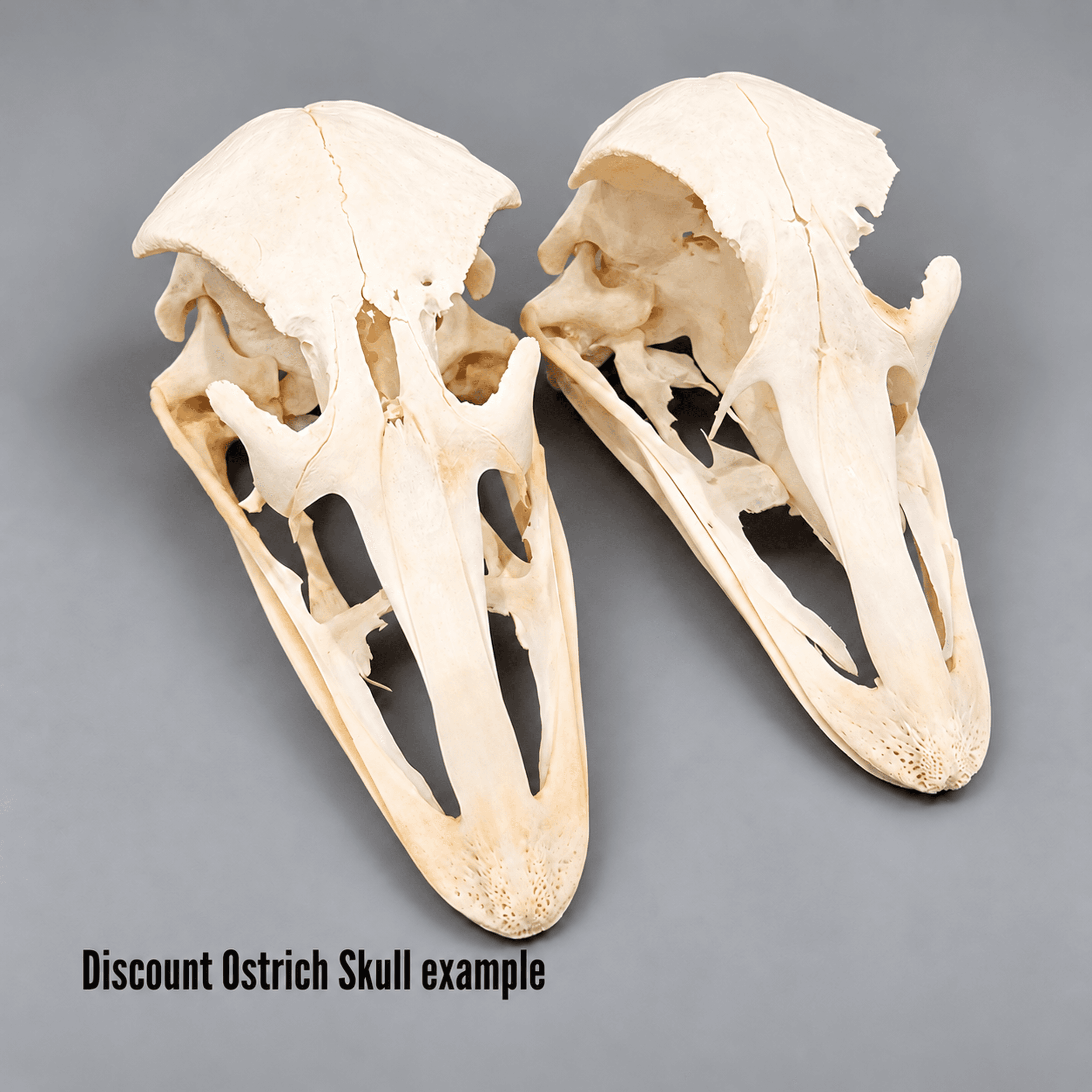 Slide 2 for DISCOUNT- Real Ostrich Skull, Struthio camelus, Grade B