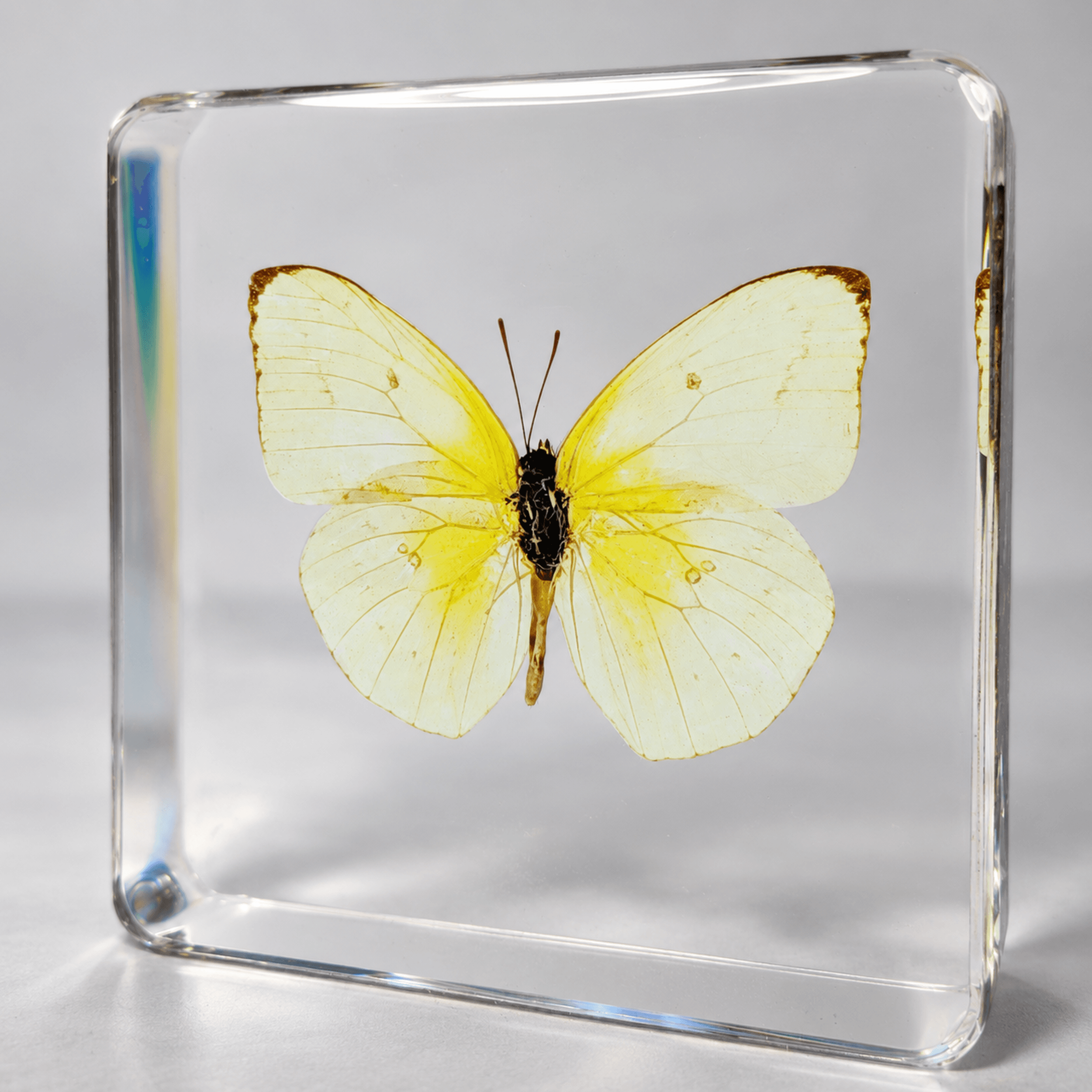 Slide 1 for Lemon Emigrant Yellow Butterfly in Resin, Catopsilia pomona
