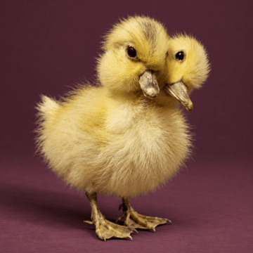 2 headed duckling, taxidermy duck, oddities, curiosities