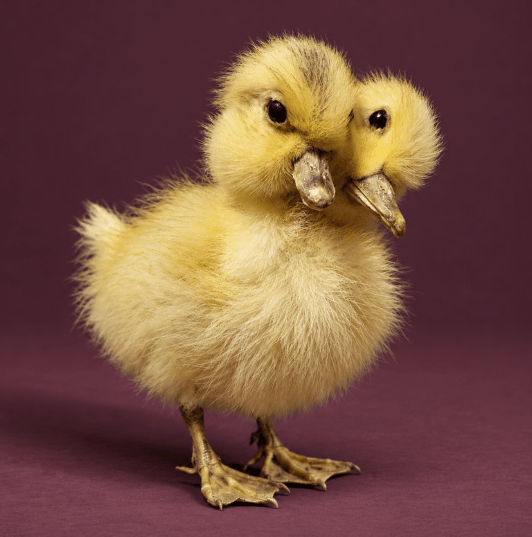 Slide 1 for 2 Headed Duck, Taxidermy Duckling, Oddities Curiosities, Yellow
