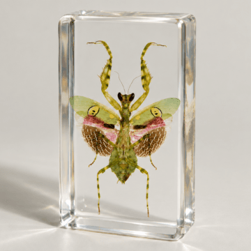 Flower Mantis, Orchid Mantis, Insects in Resin Specimens