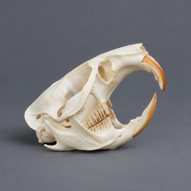 Slide 1 for Real Gopher Skull, Animal Skulls and Bones, Curiosities