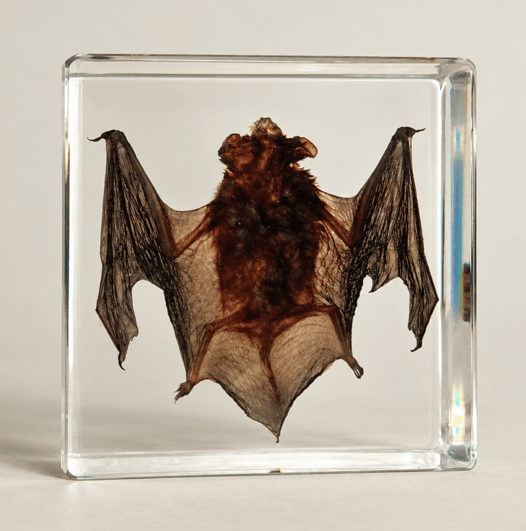 Slide 1 for Real Bat in Resin, Real Bat in Lucite, Oddities, Curiosities