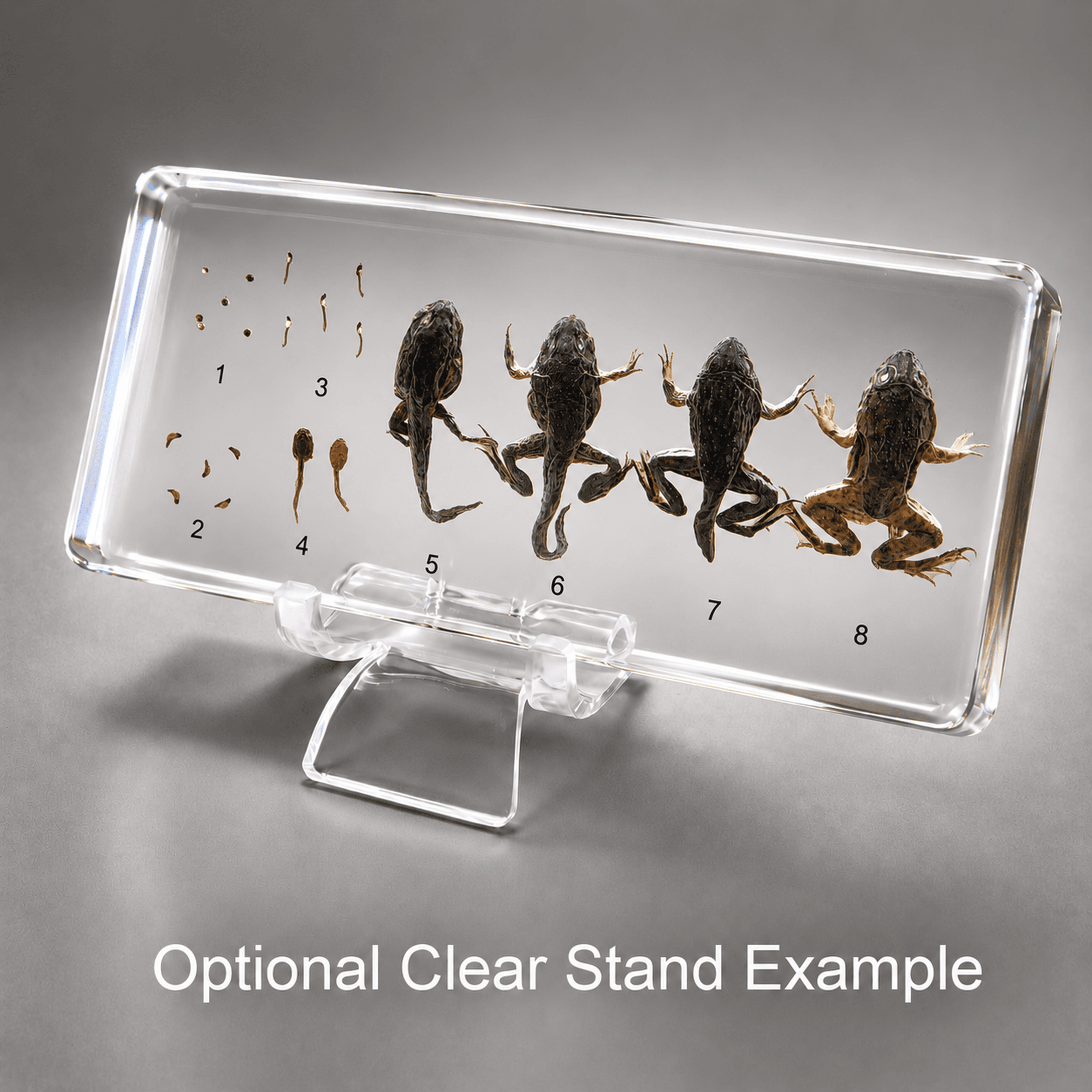 Slide 4 for Frog Development, Frog Life Cycle, Educational Display