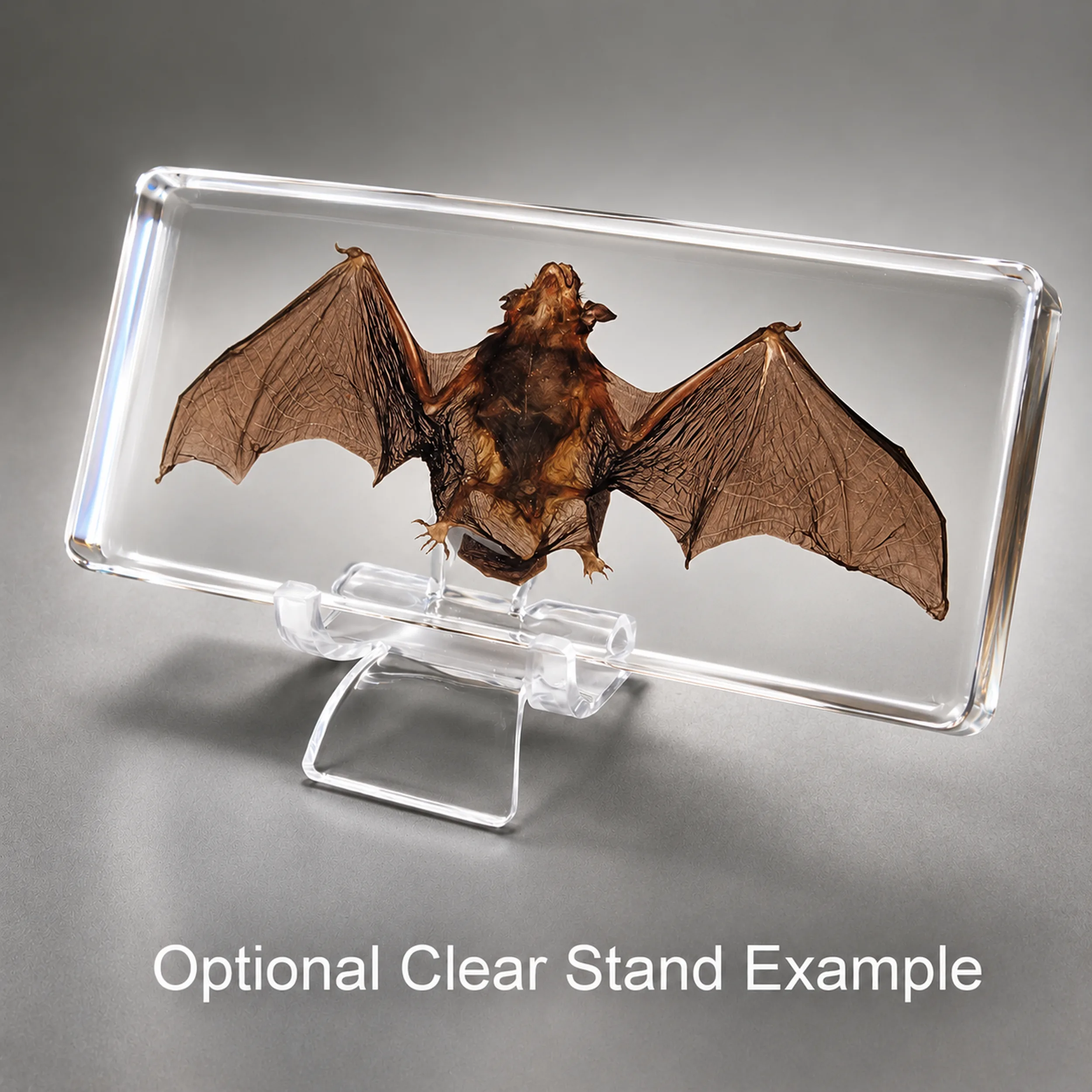 Slide 5 for Real Bat in Resin, Real Bat in Lucite, Wings Open, Oddities, Curiosities