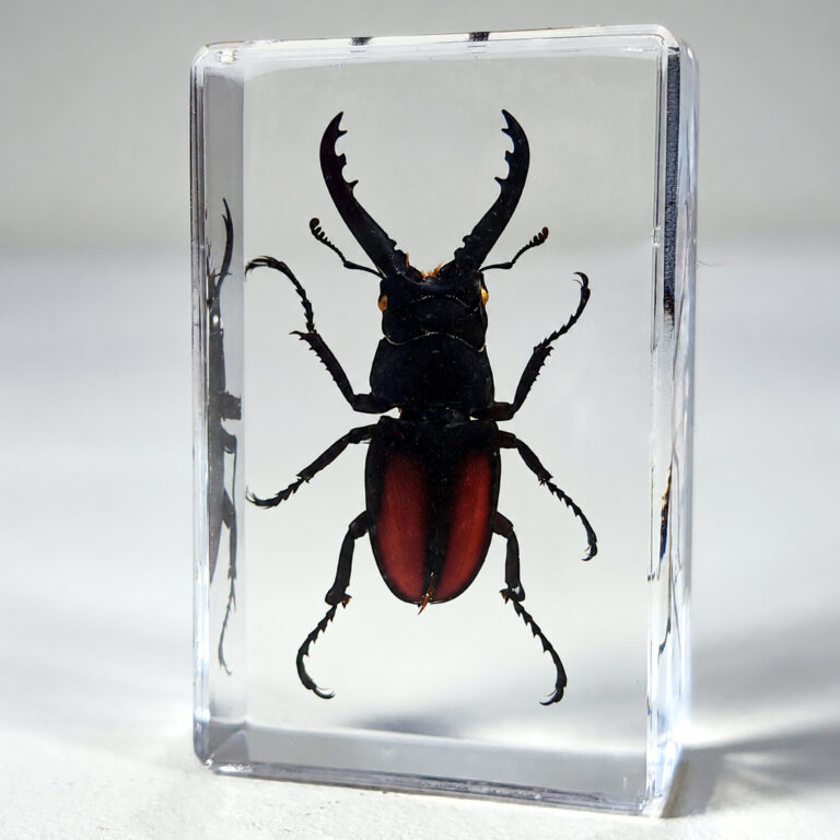 Slide 1 for Small Stag Beetle in Resin, Prosopocoilus Spineus