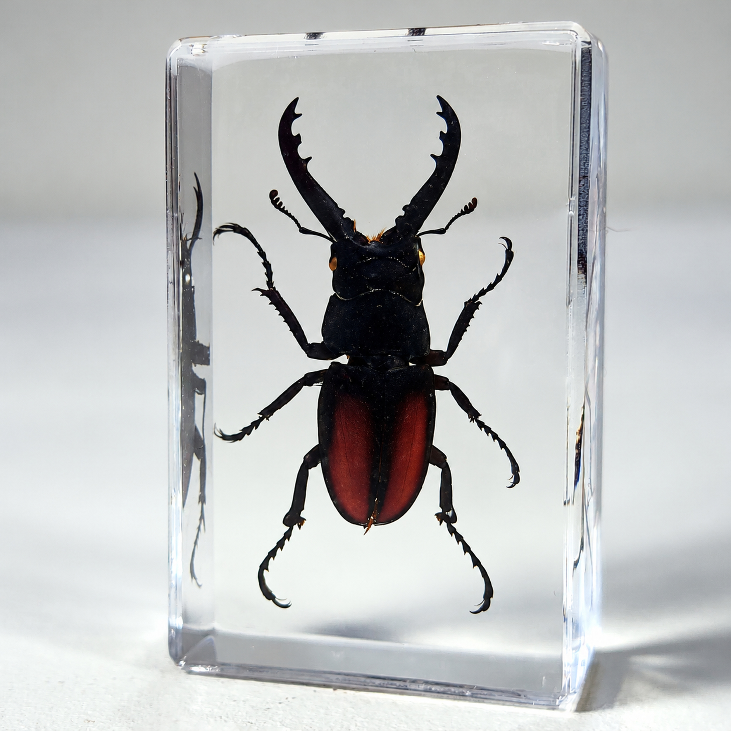 Slide 1 for Small Stag Beetle in Resin, Prosopocoilus Spineus