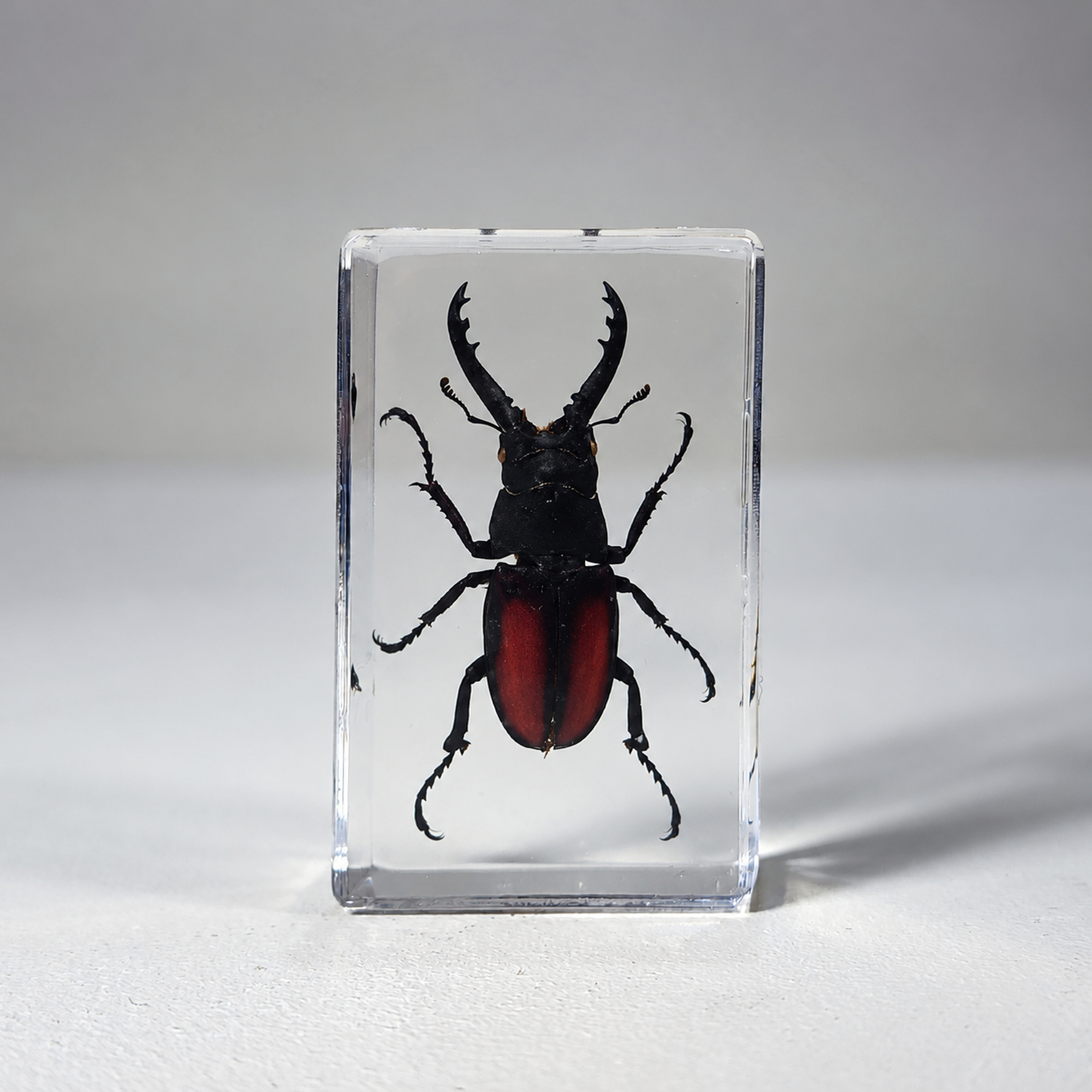 Slide 2 for Small Stag Beetle in Resin, Prosopocoilus Spineus