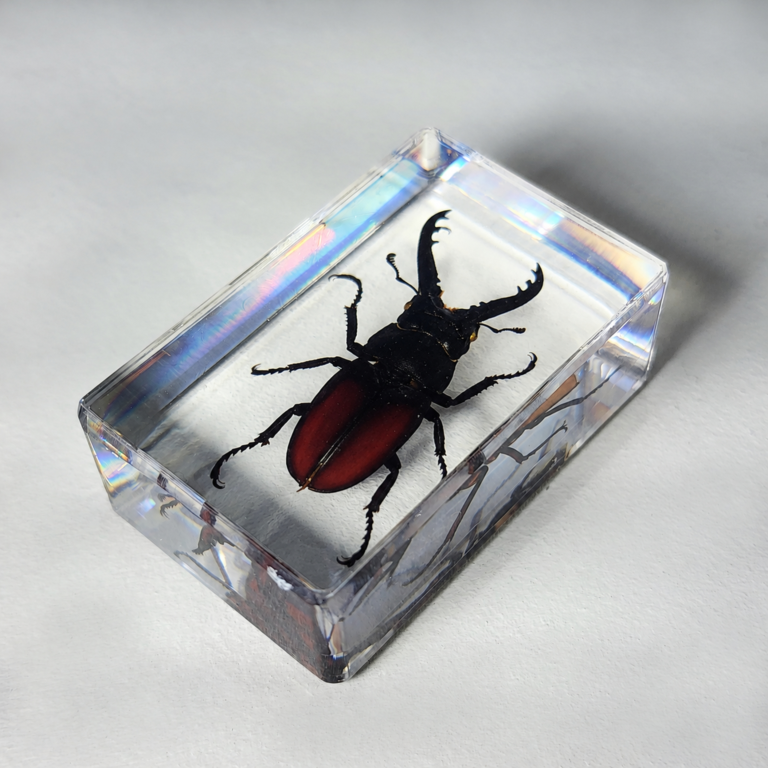 Slide 3 for Small Stag Beetle in Resin, Prosopocoilus Spineus